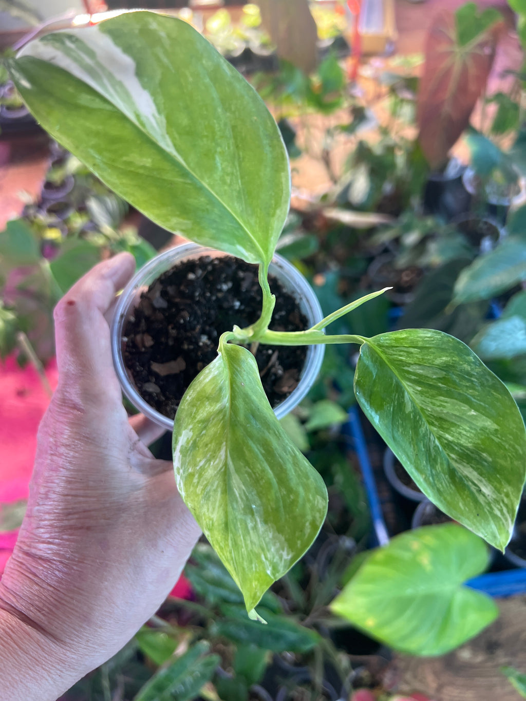 Monstera Lecheriana