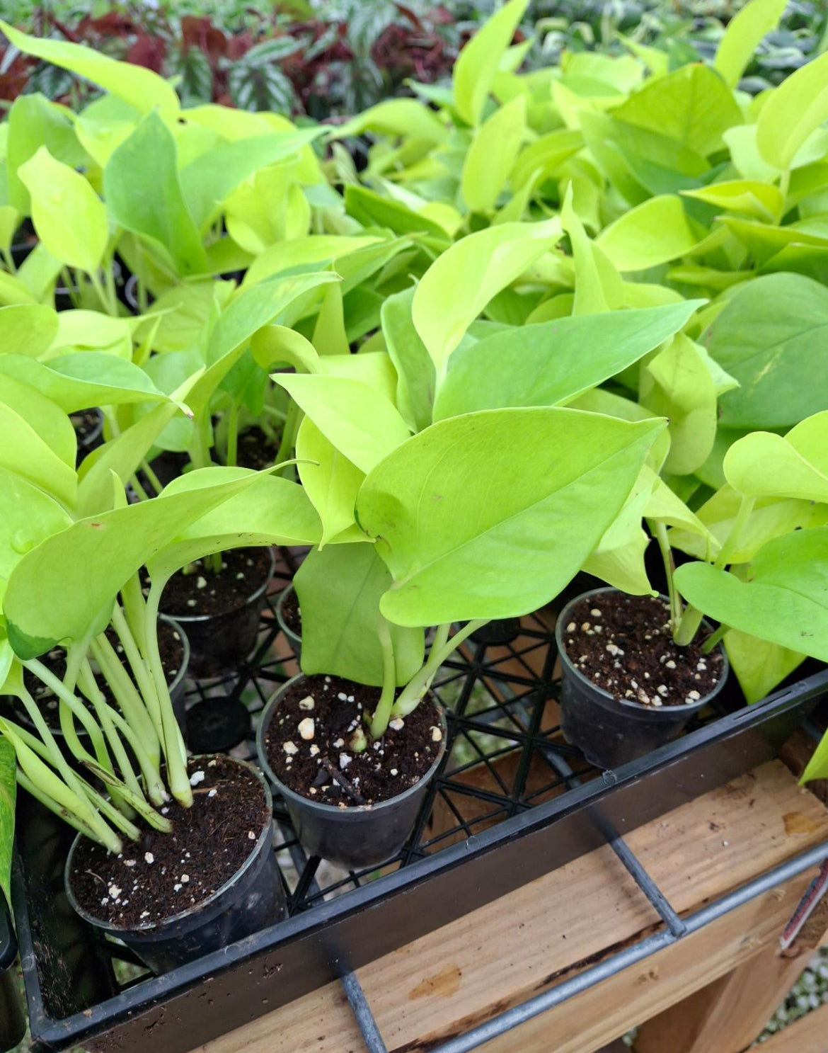 Neon Pothos