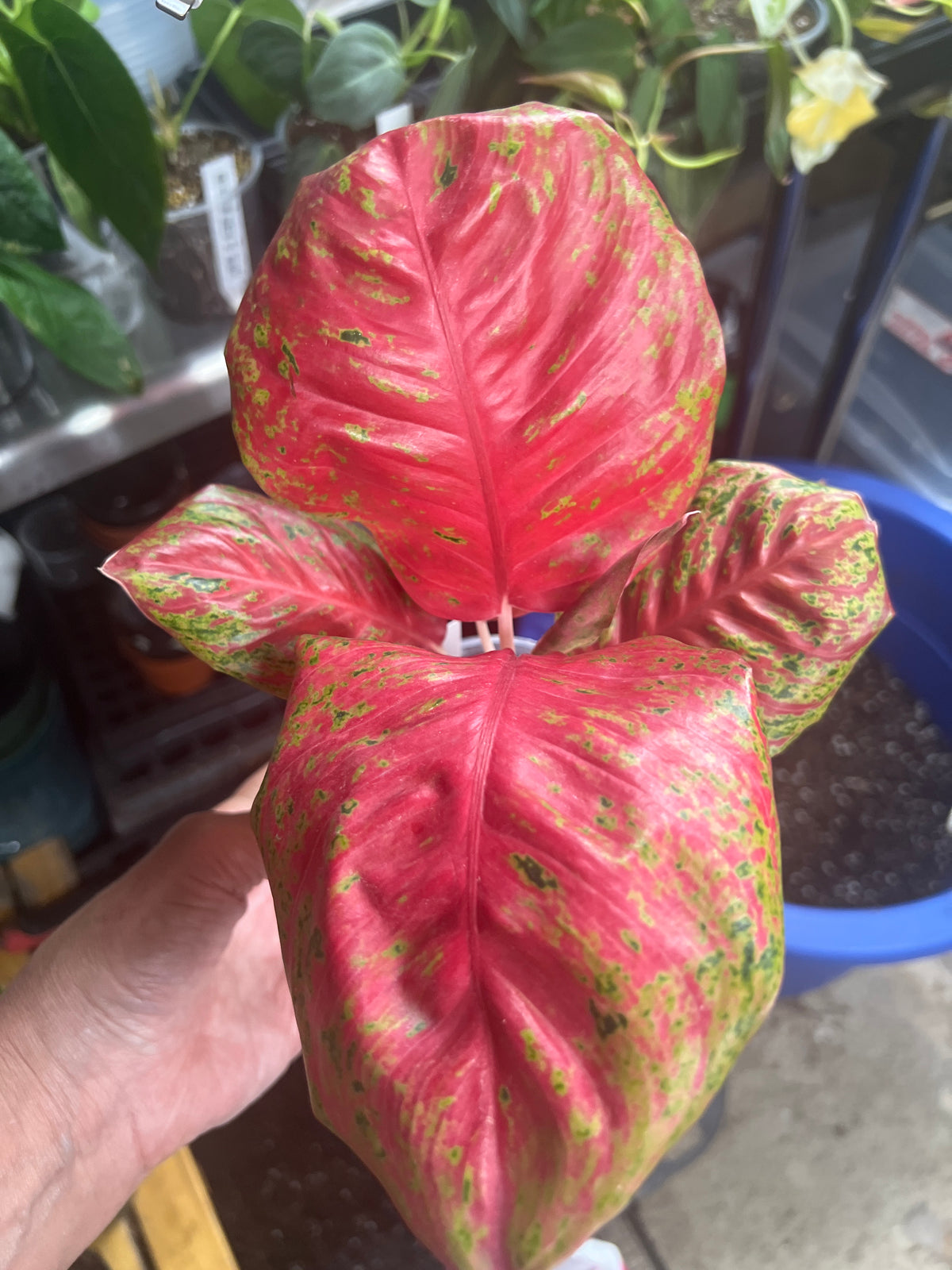 Aglaonema Orange Sombat
