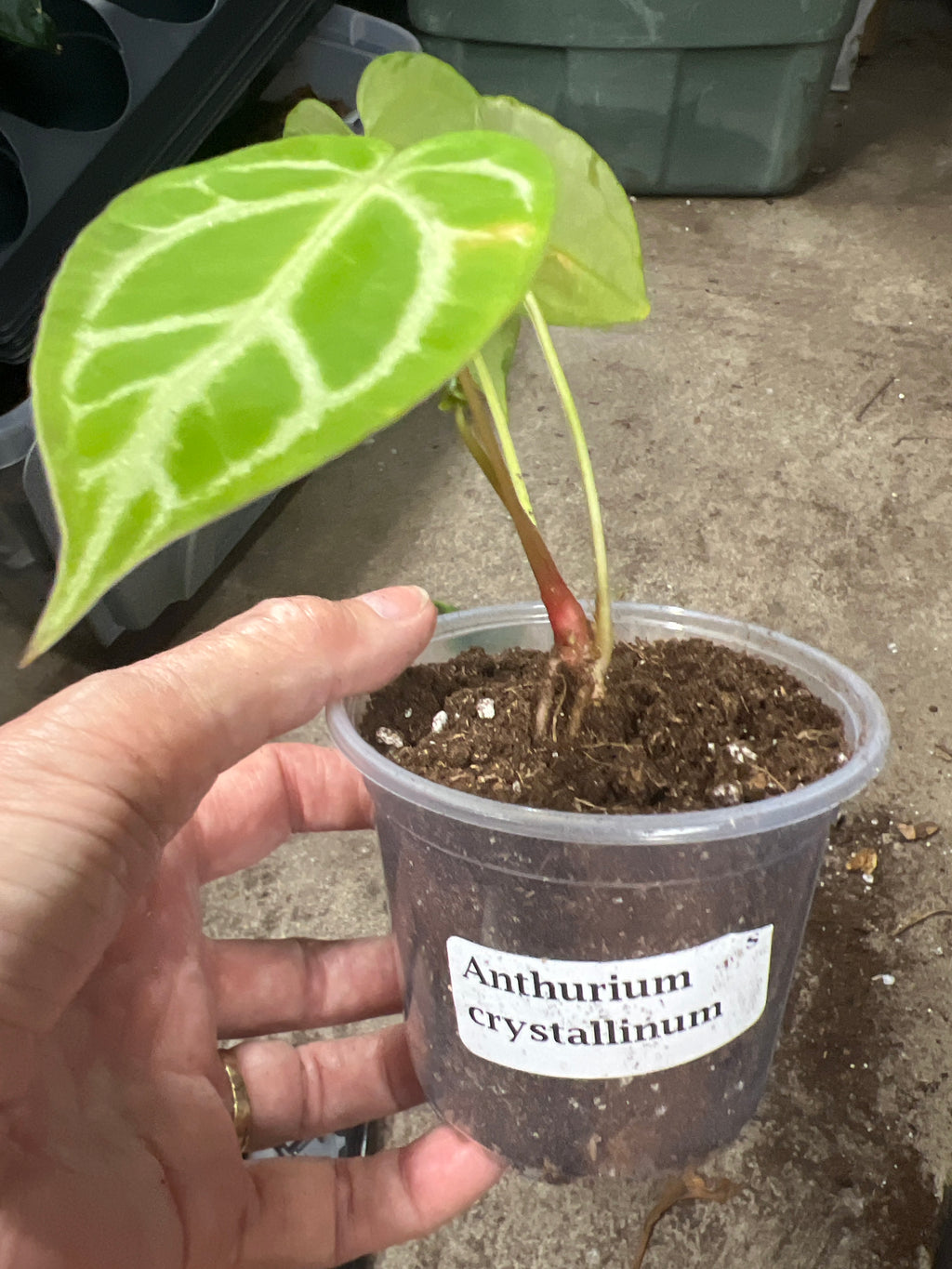 Anthurium Crystallinum