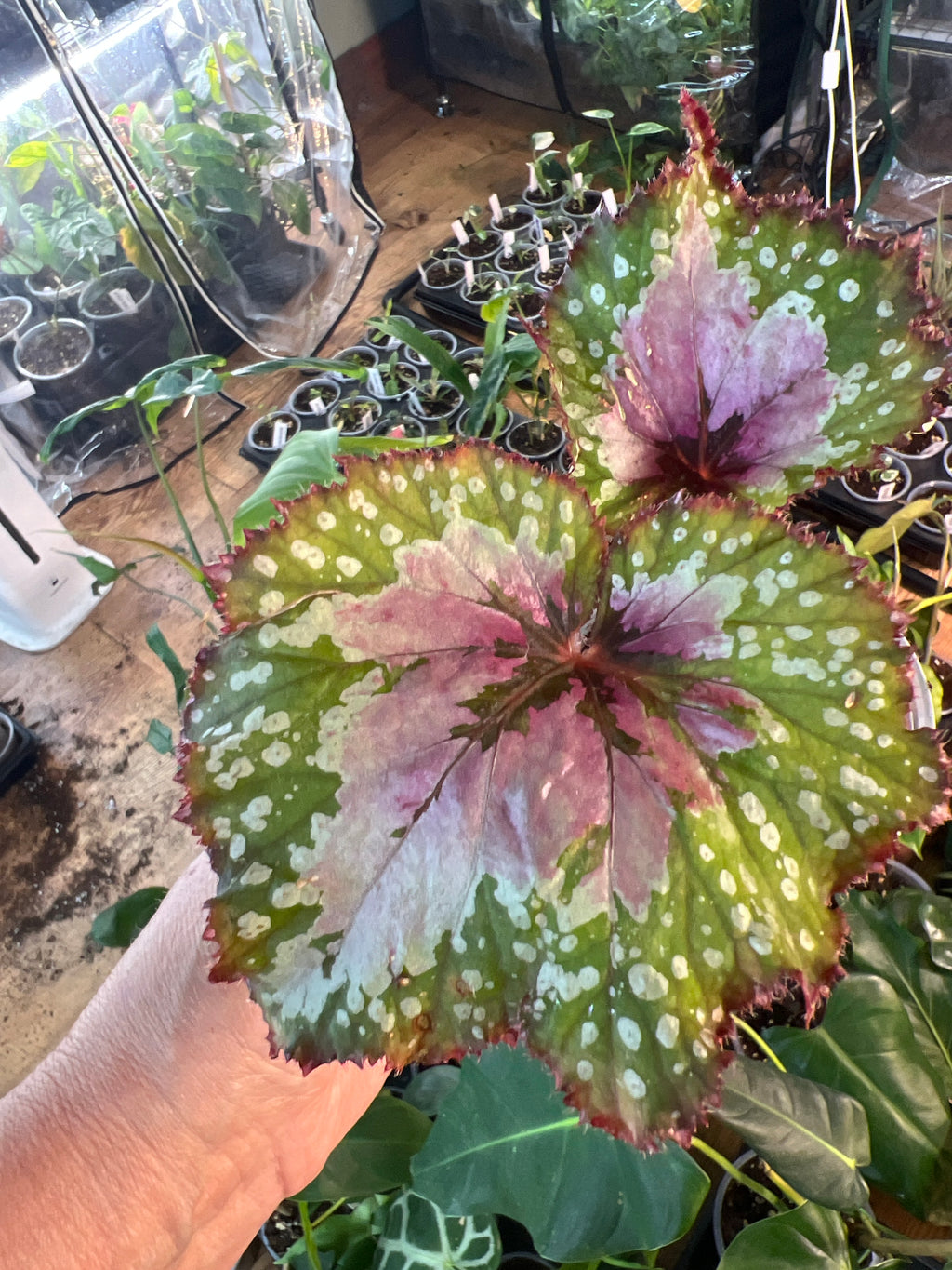 Begonia Harmony's Big Bang live plant foliage and detail view 2