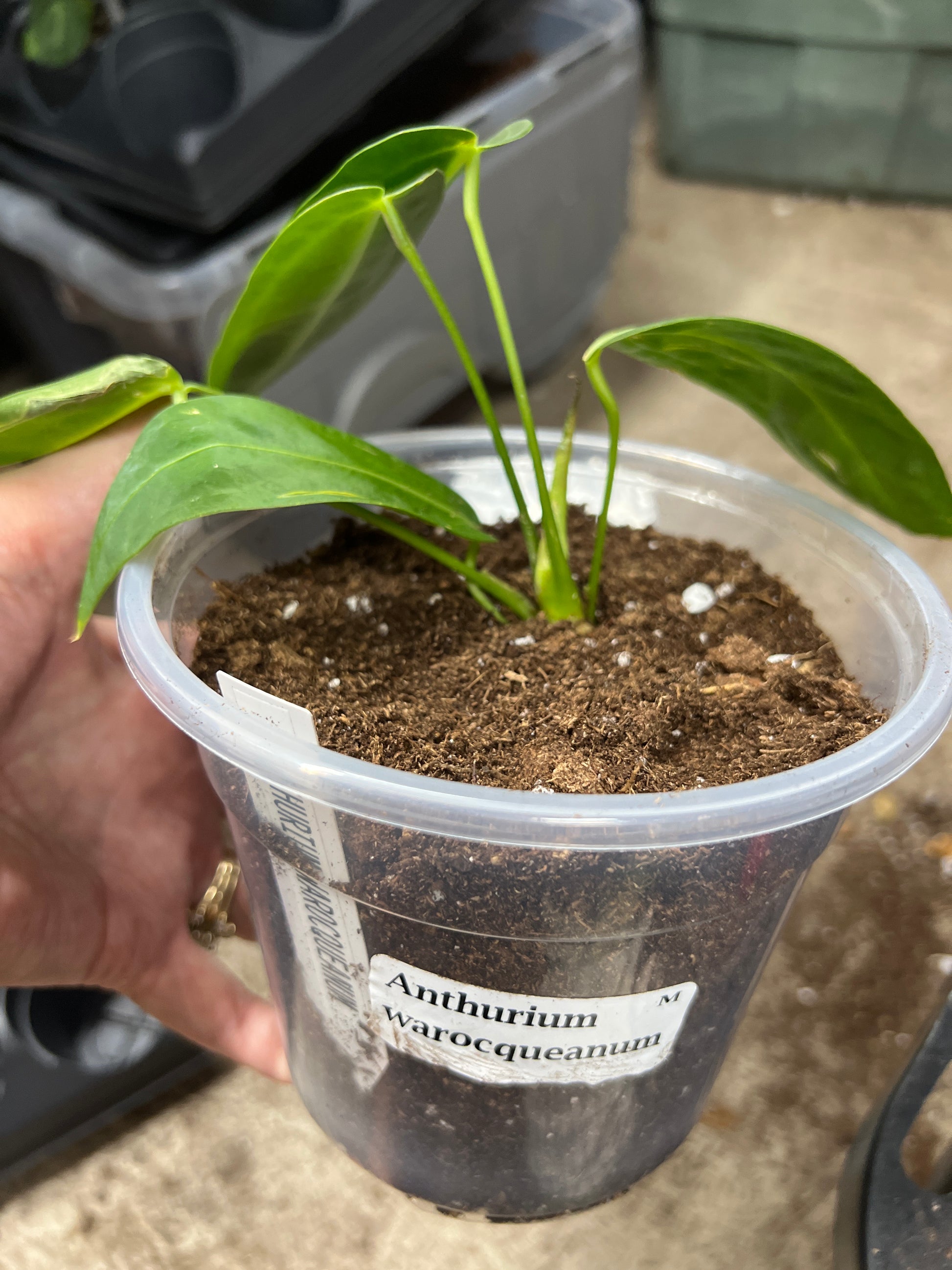 Anthurium Warocqueanum
