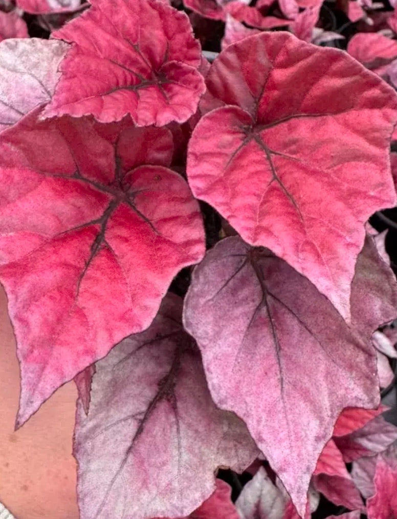 Begonia Inca Kiss live begonia from Mulliken Nursery