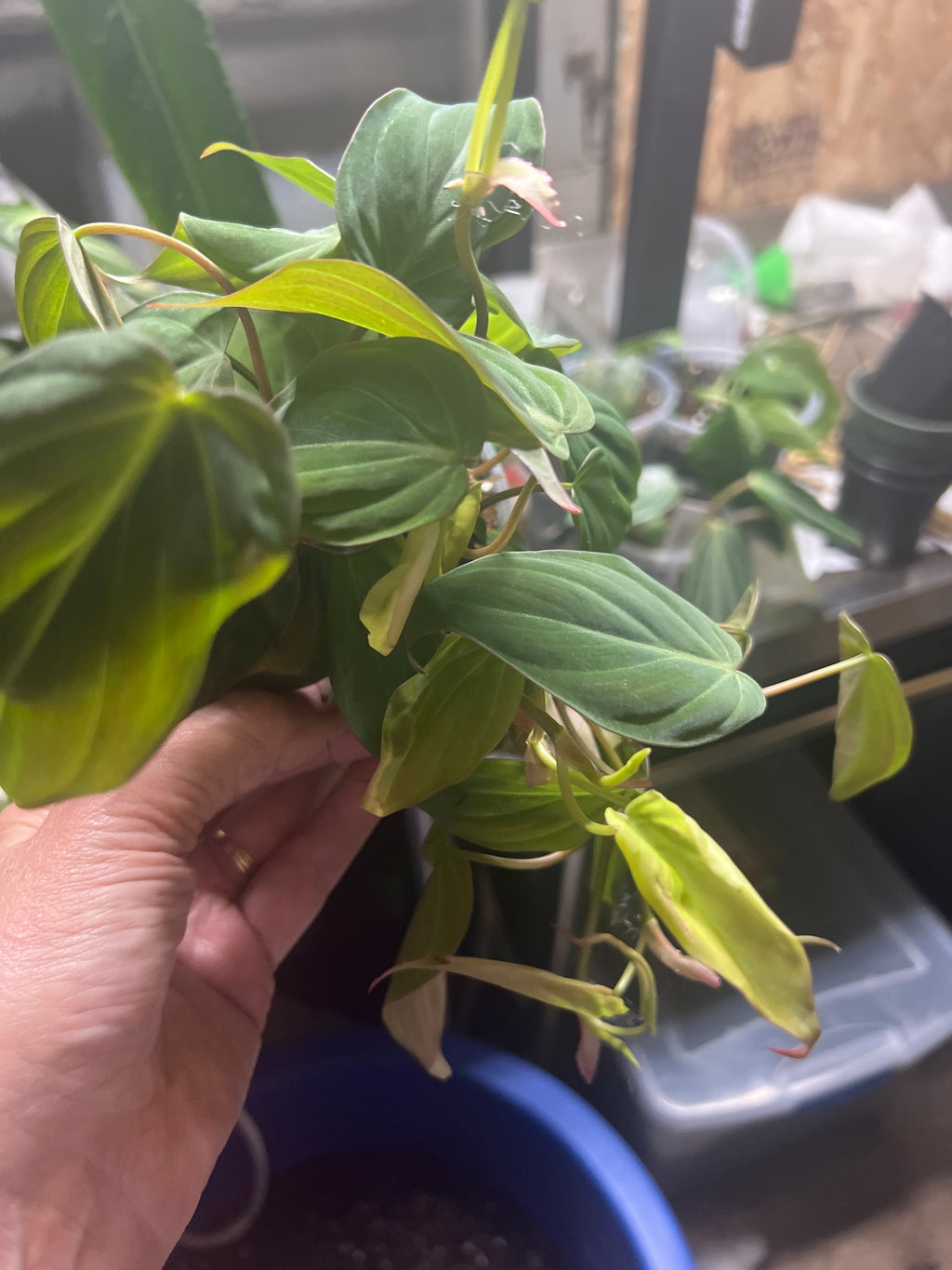 Philodendron Micans