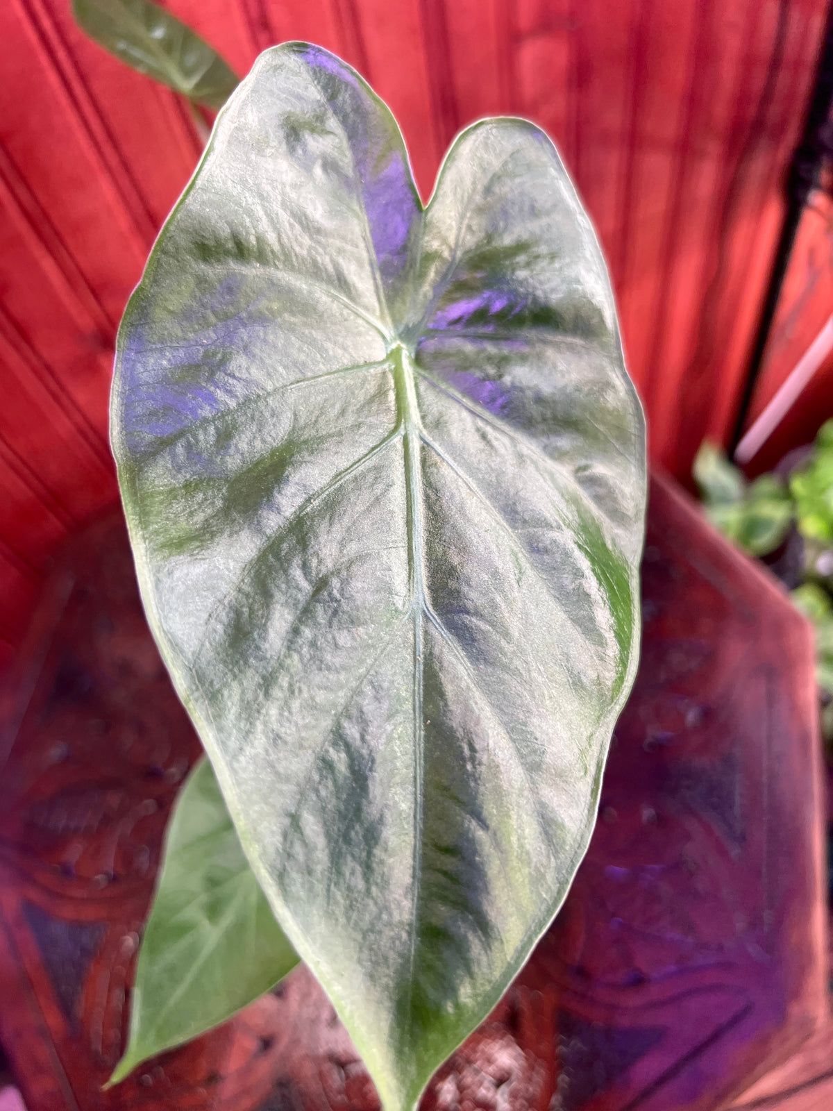 Alocasia Odora