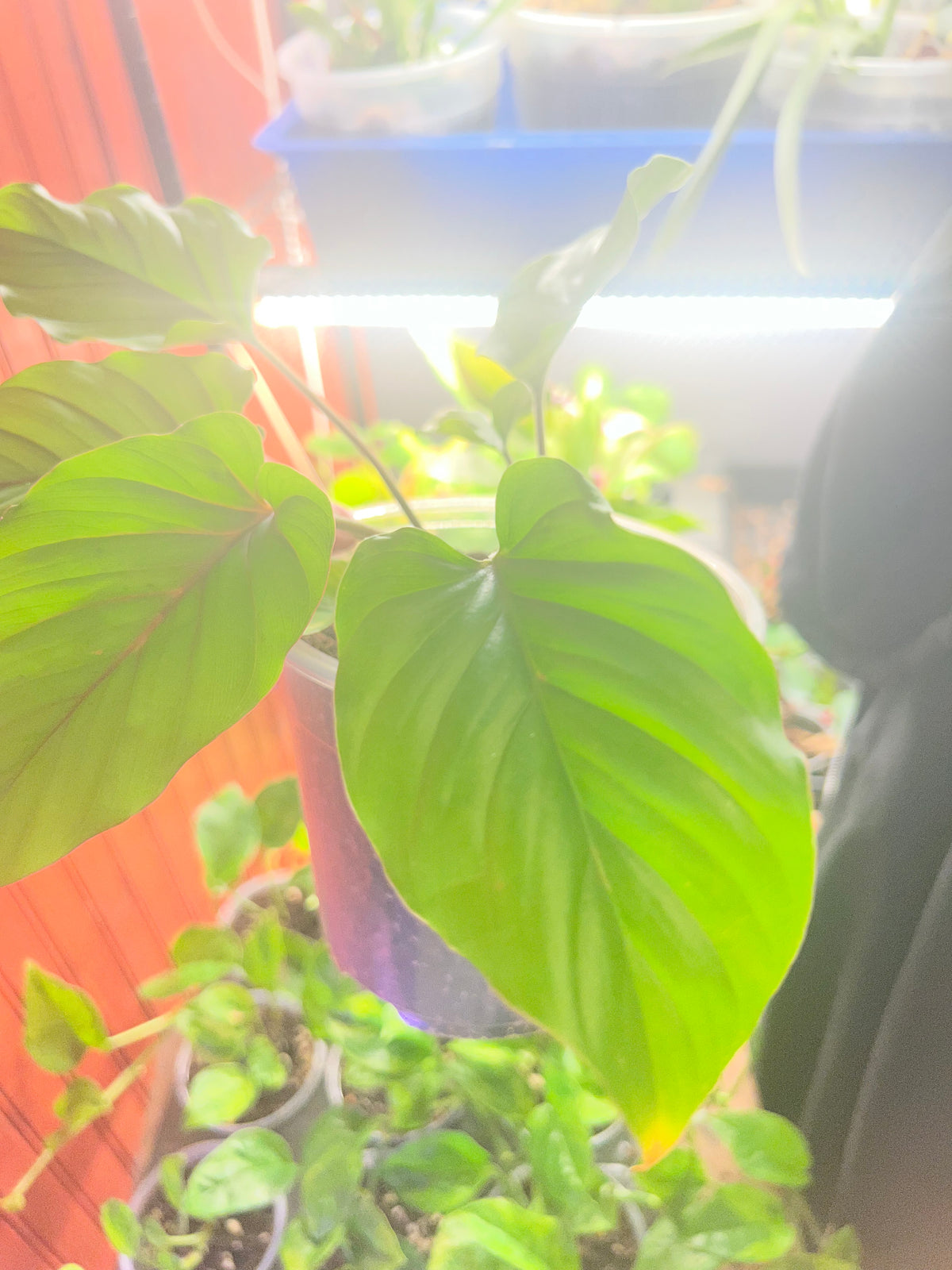 Adelonema Red Velvet
