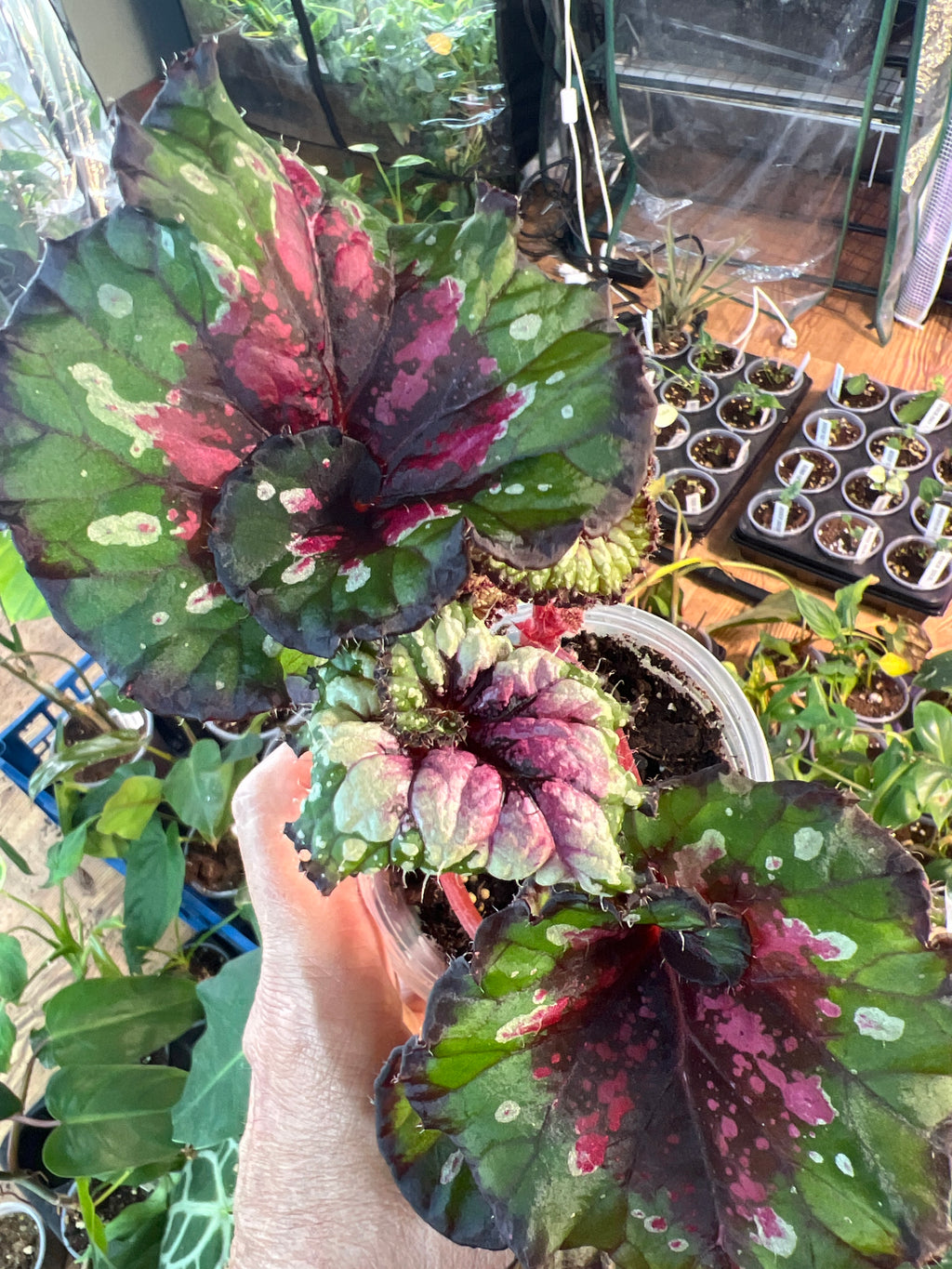 Begonia Harmony's 'Jingle Bells' live plant foliage and detail view 2