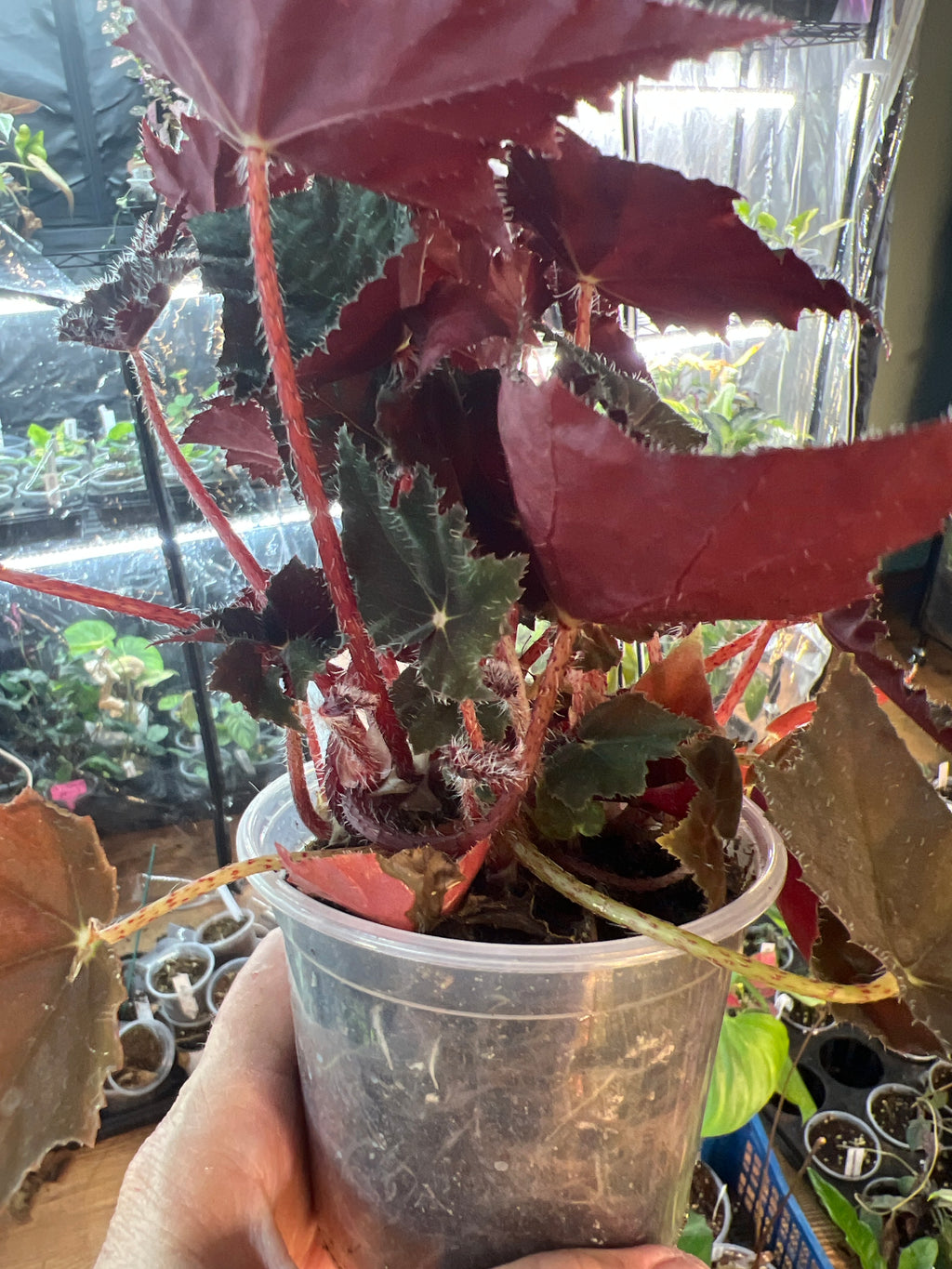Begonia 'Black Velvet' live plant foliage and detail view 3