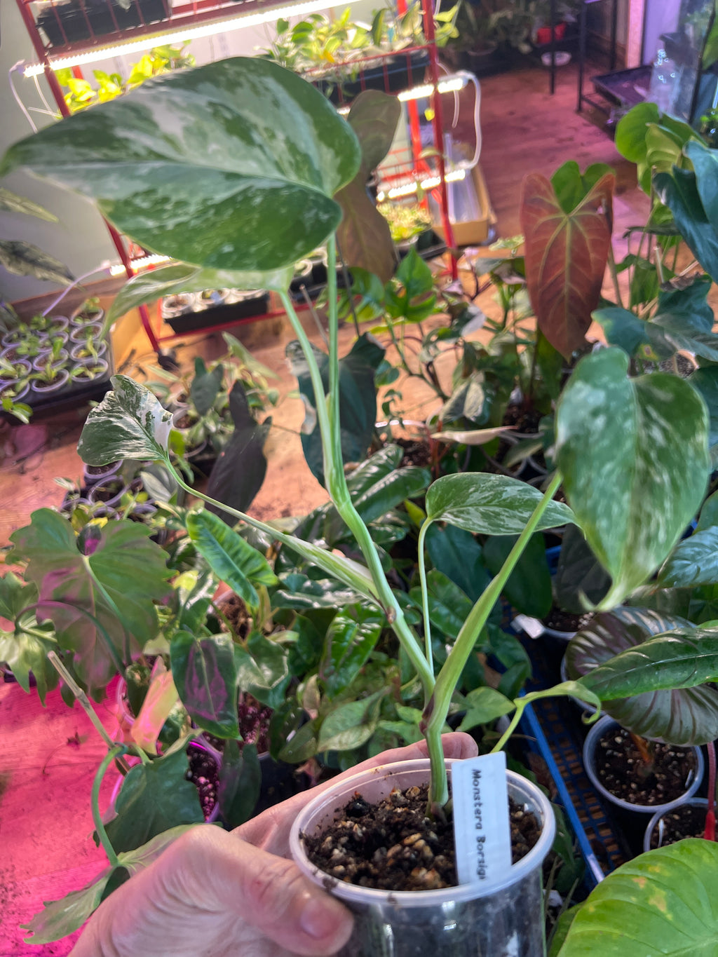 Monstera Borsigiana Albo