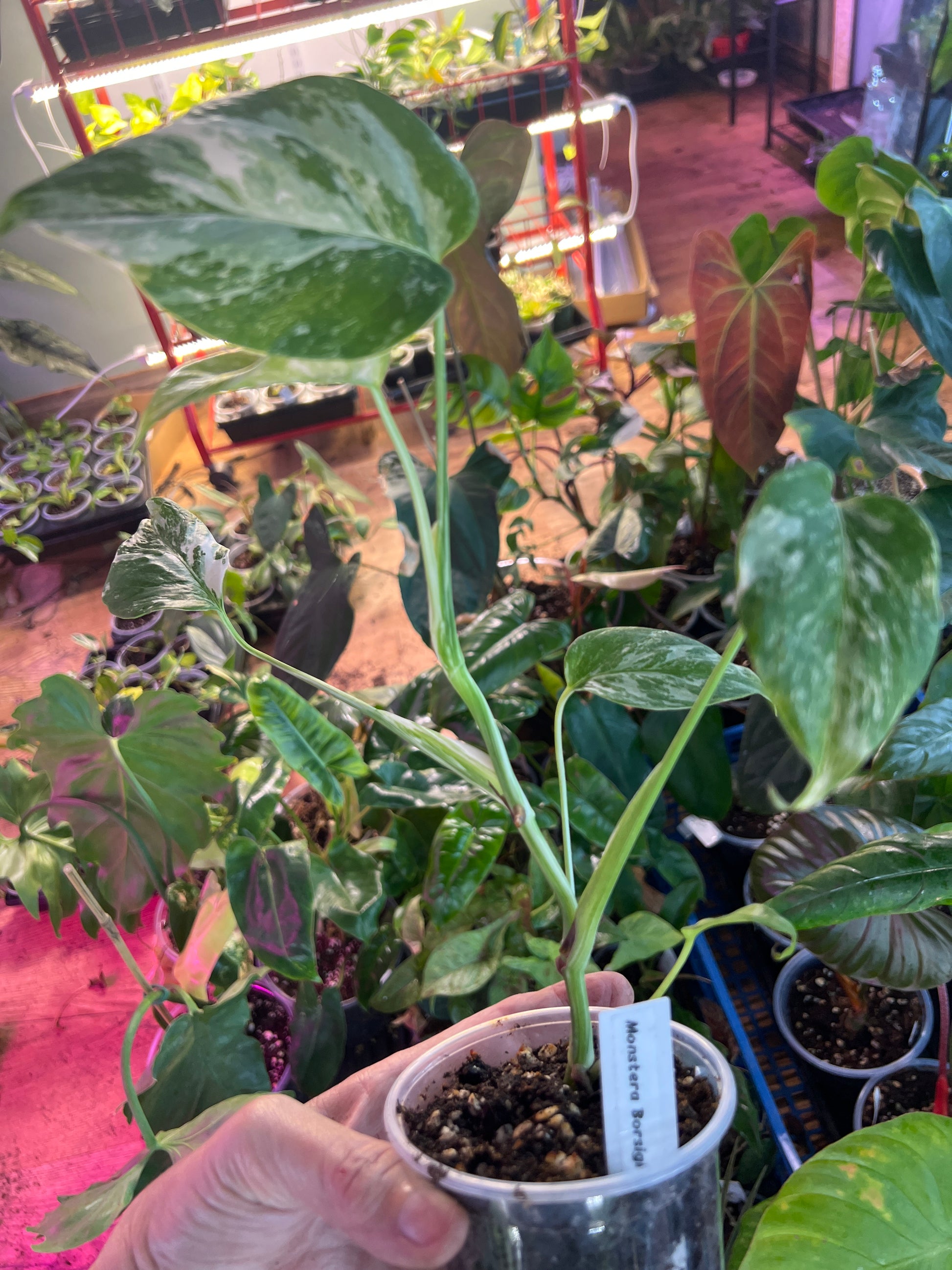 Monstera Borsigiana Albo