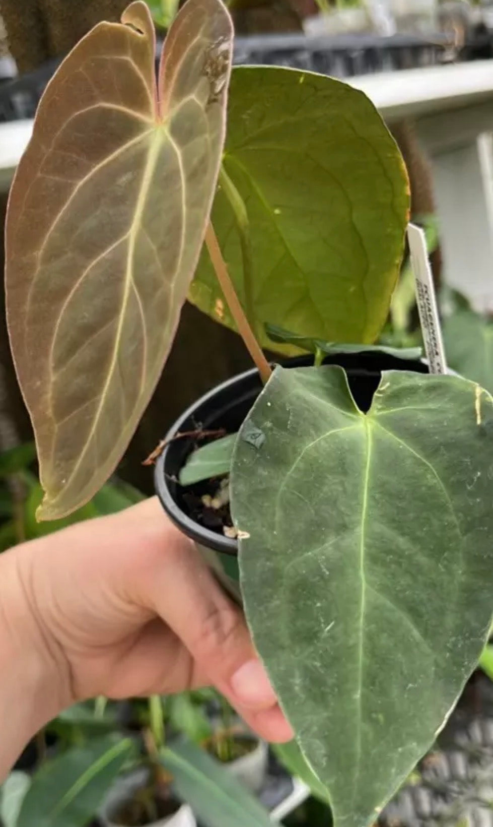 Anthurium Silver Blush x Papillilaminum IC