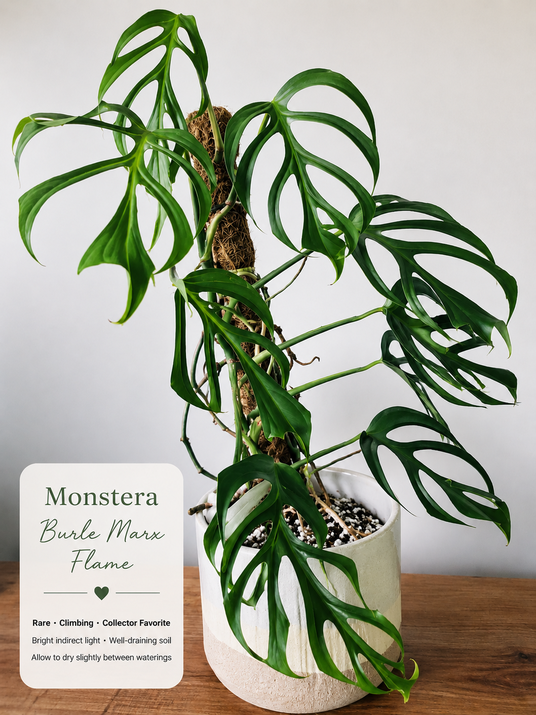 Monstera Burle Marx