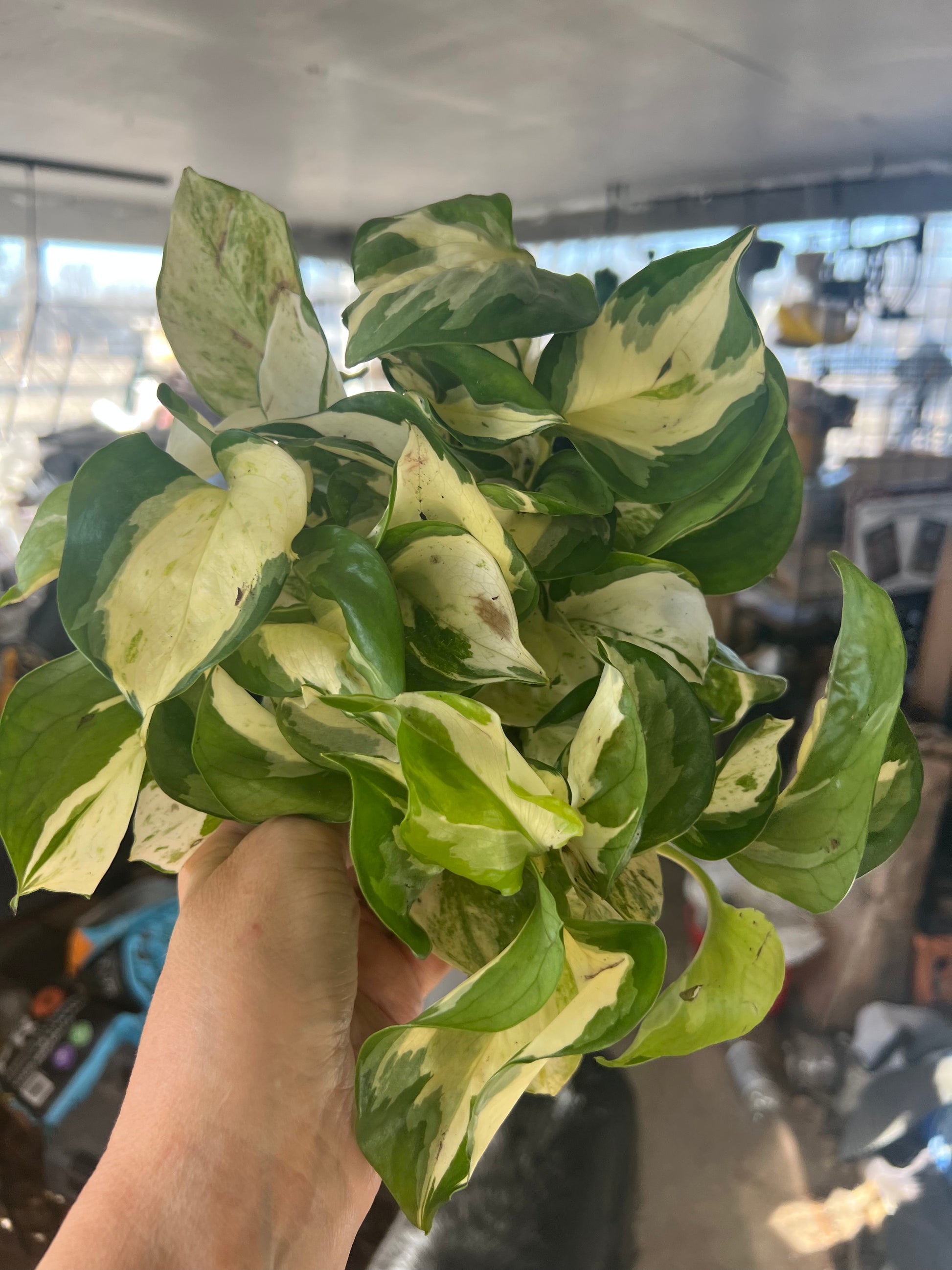 Manjula Pothos (Epipremnum aureum ‘Manjula’)