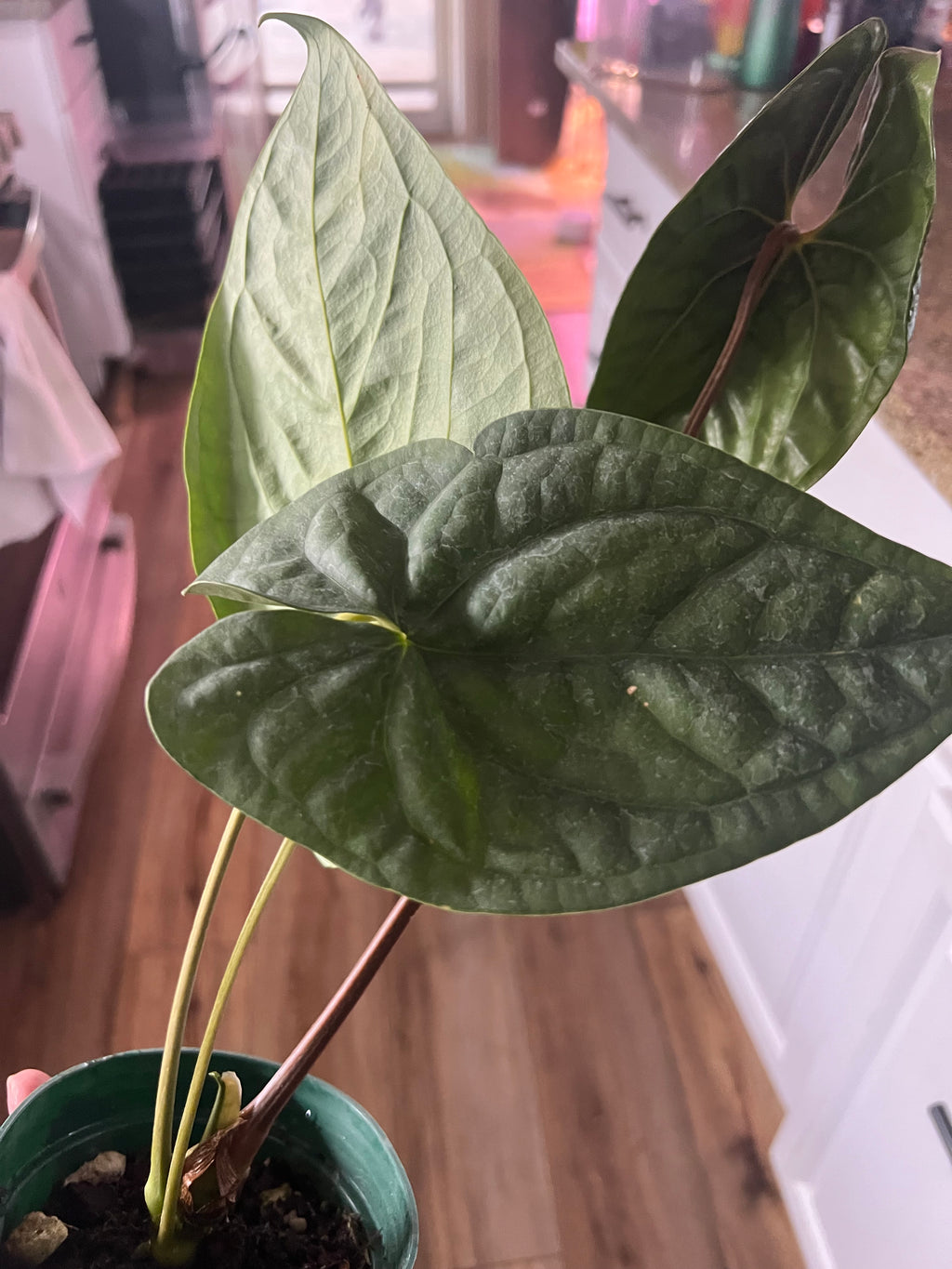 Anthurium Luxury Dreams    ‘Inverse Crossing’