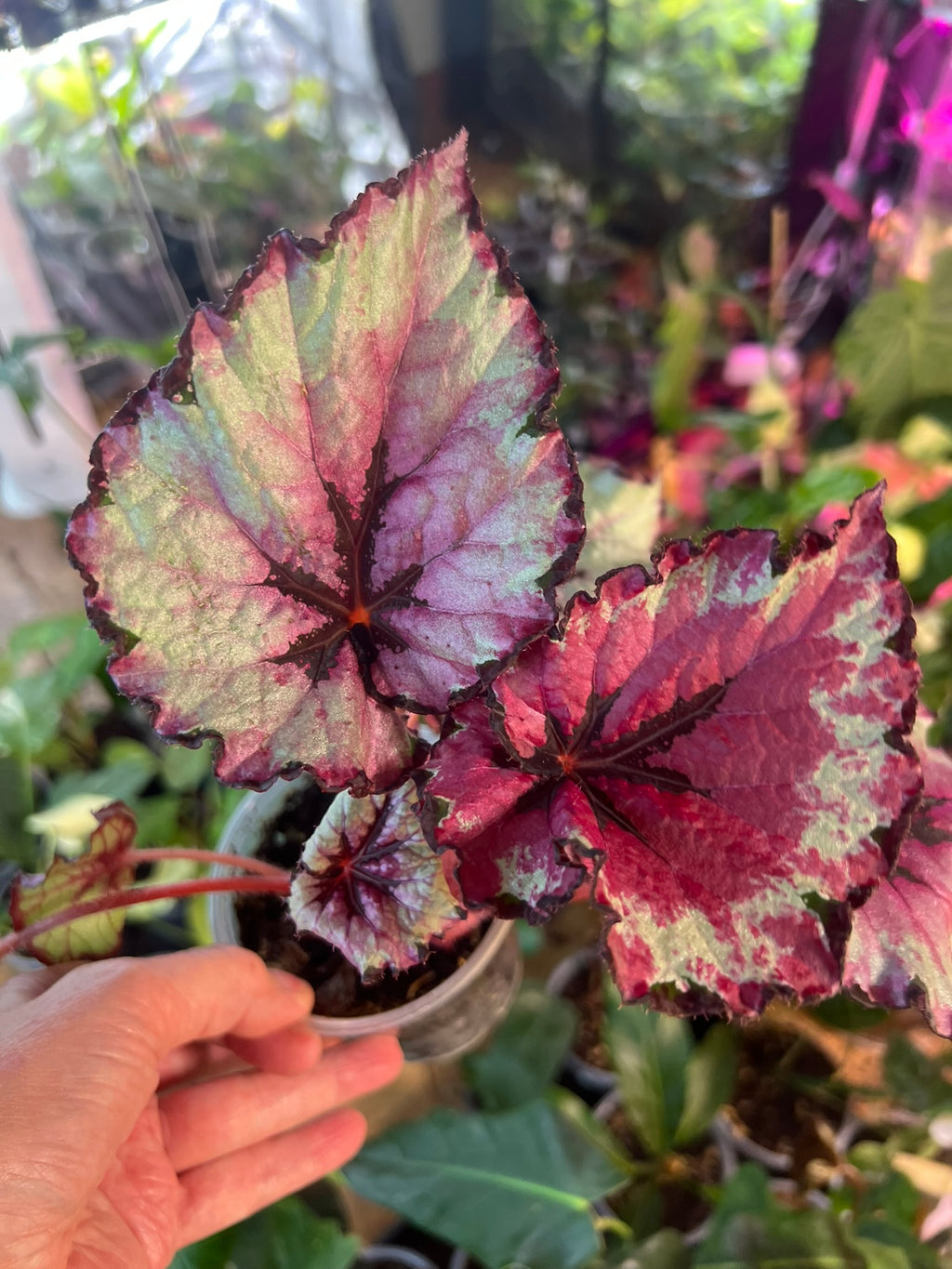Begonia Red Robin