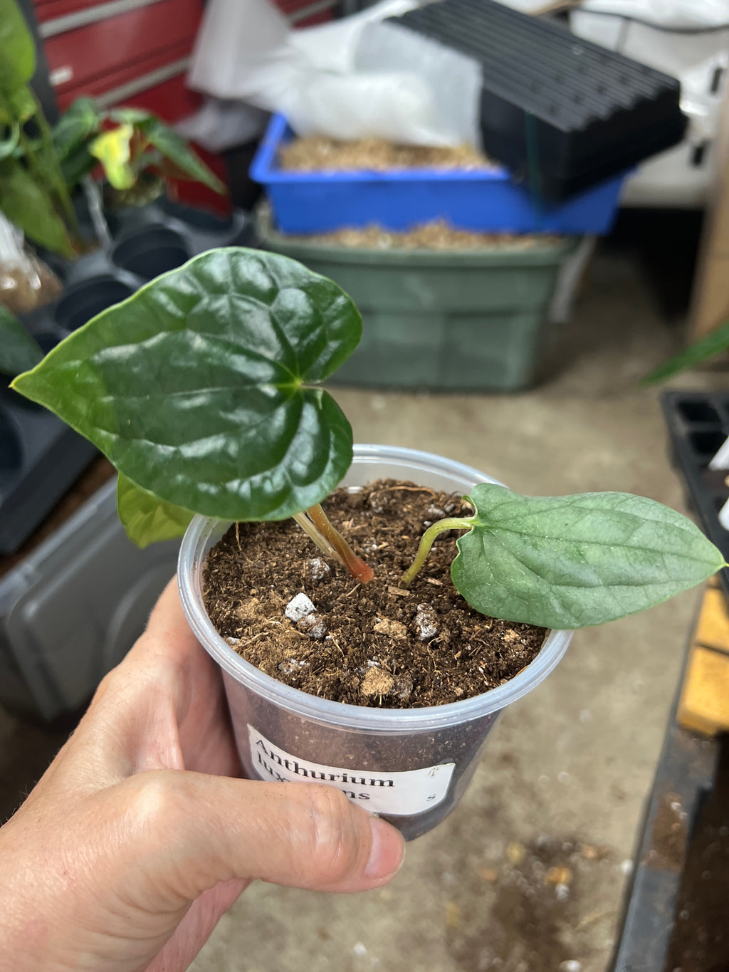 Anthurium luxurians