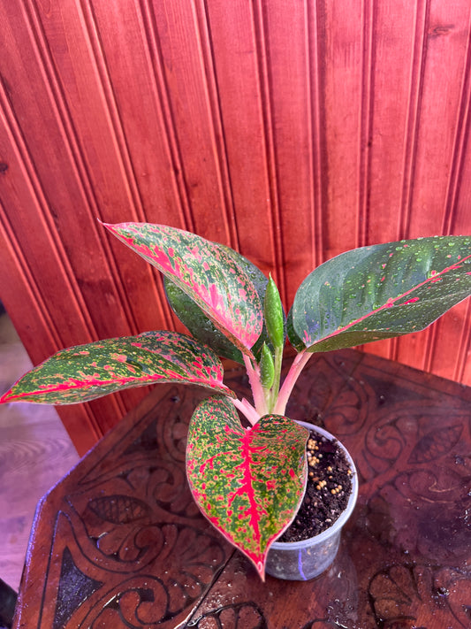 Aglaonema Red Stardust