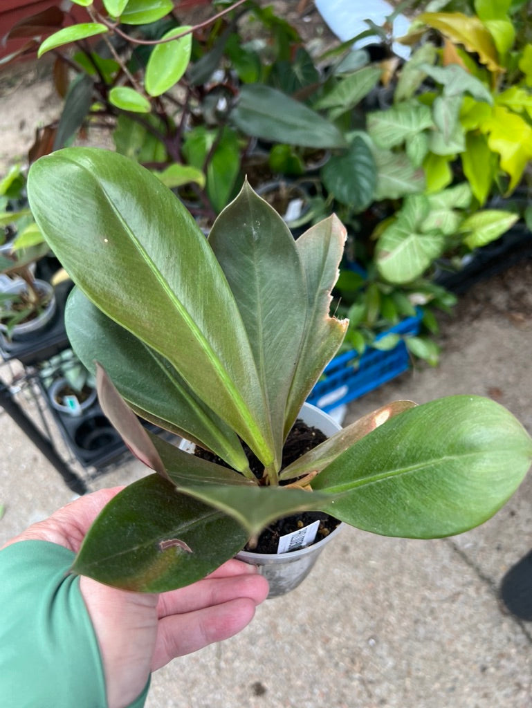 Philodendron Linnae Kunth