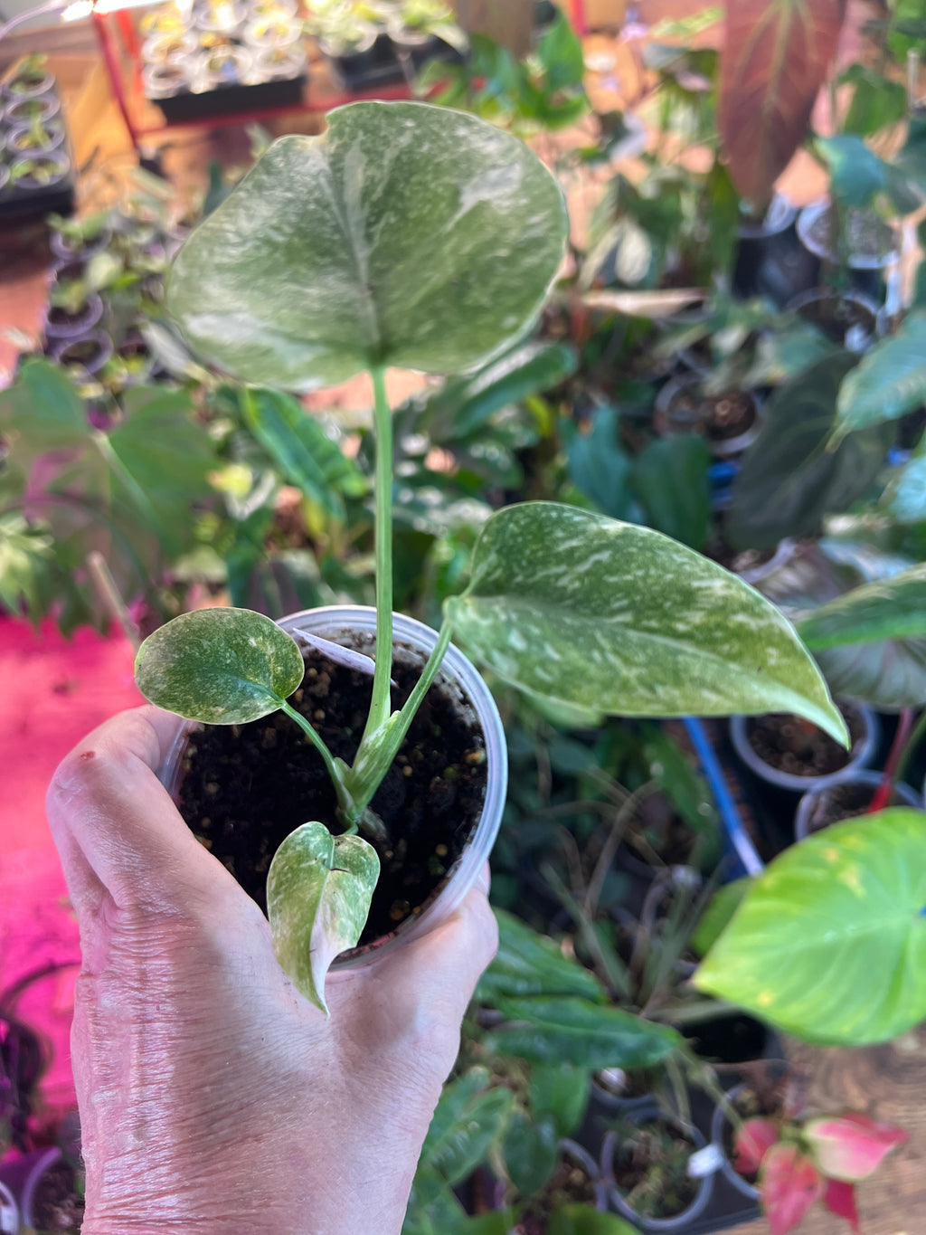 Monstera Legacy