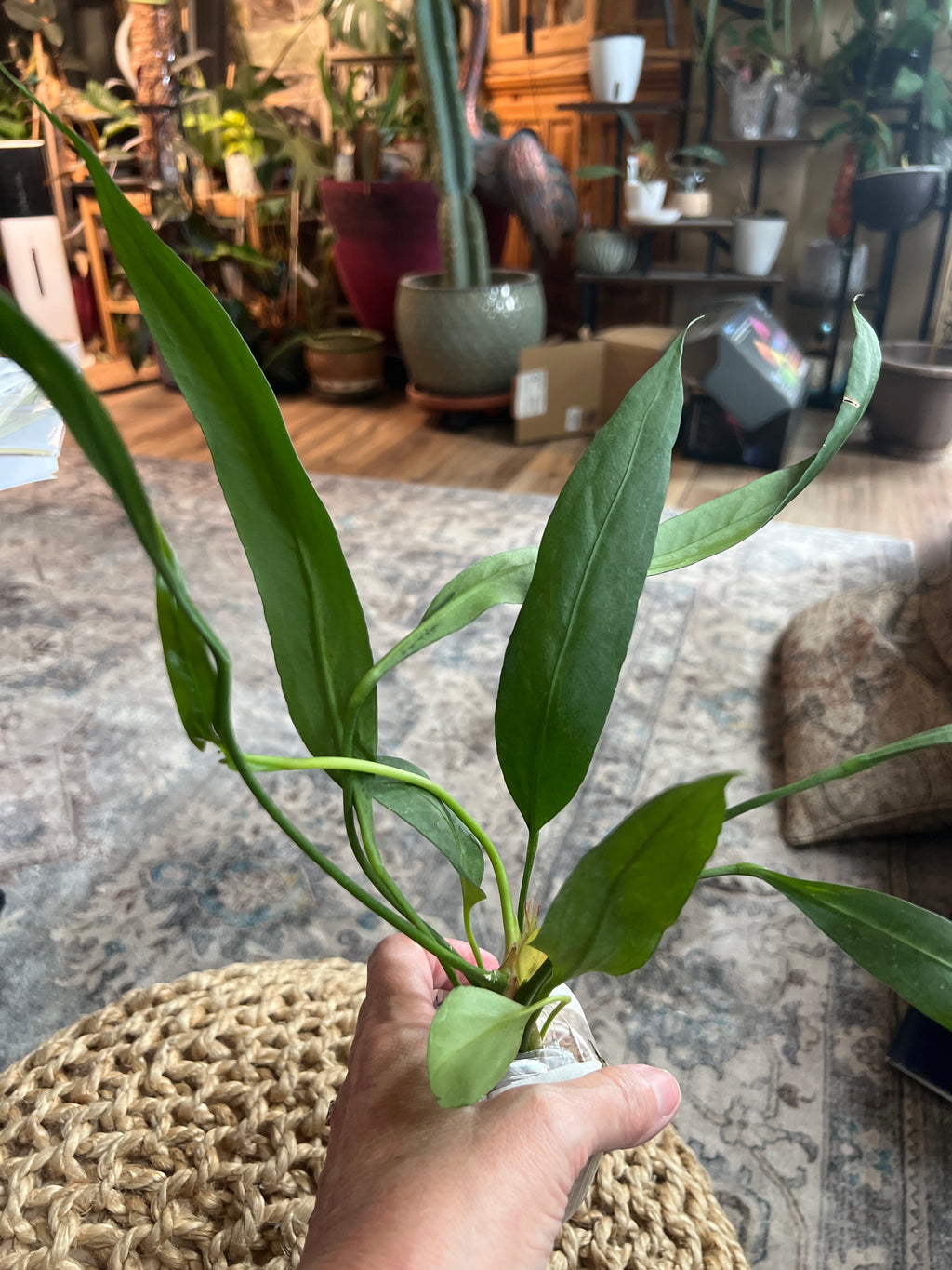 Anthurium Vittarifolium
