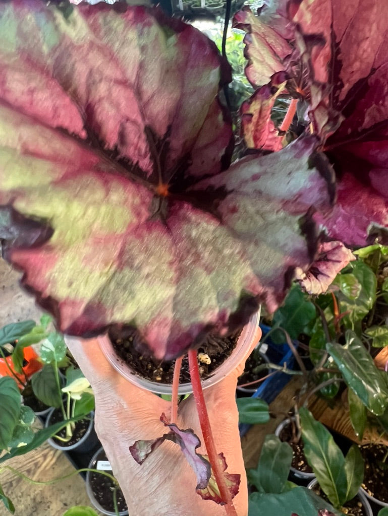 Begonia Red Robin