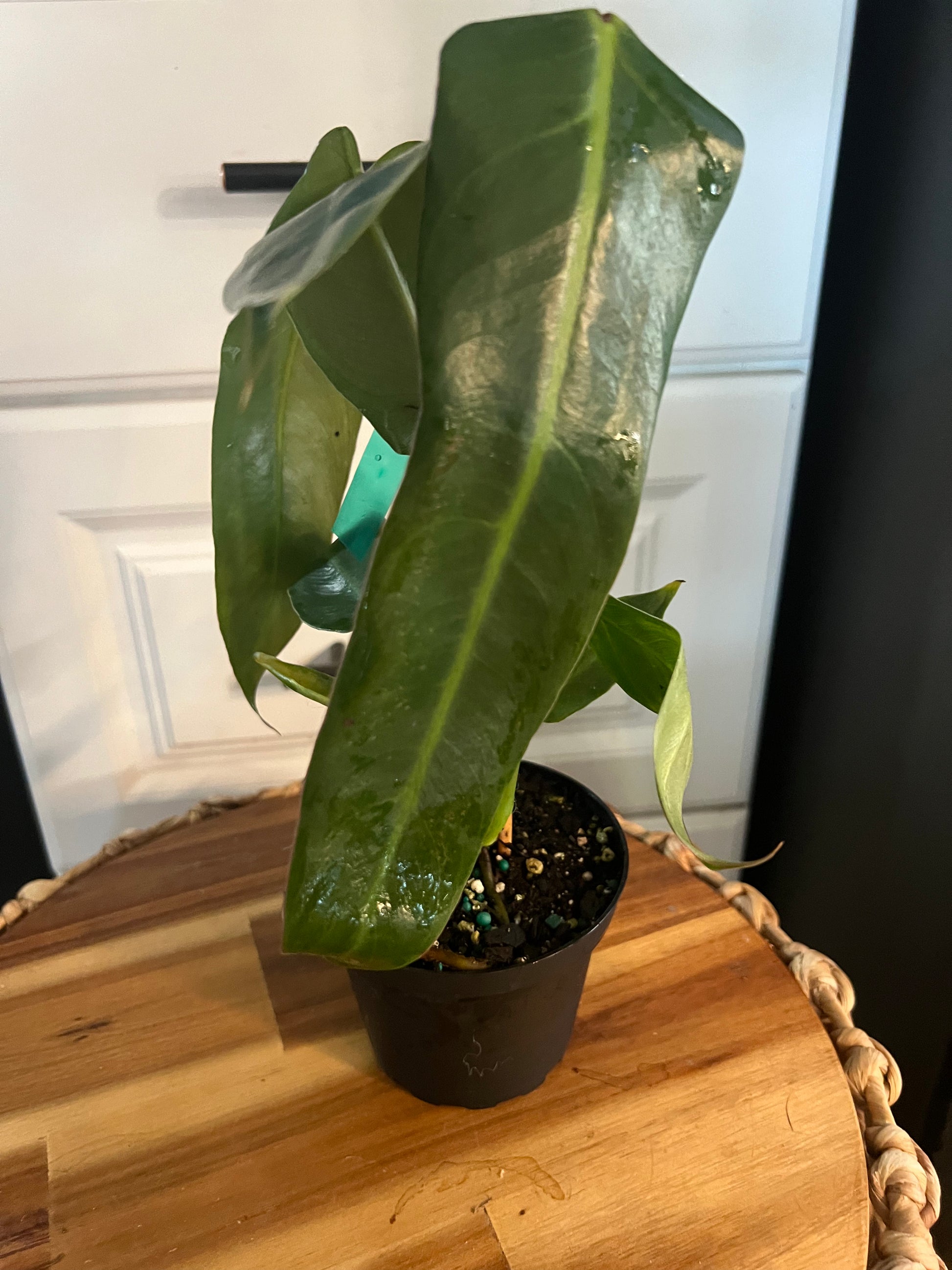 Philodendron Spirit Sancti