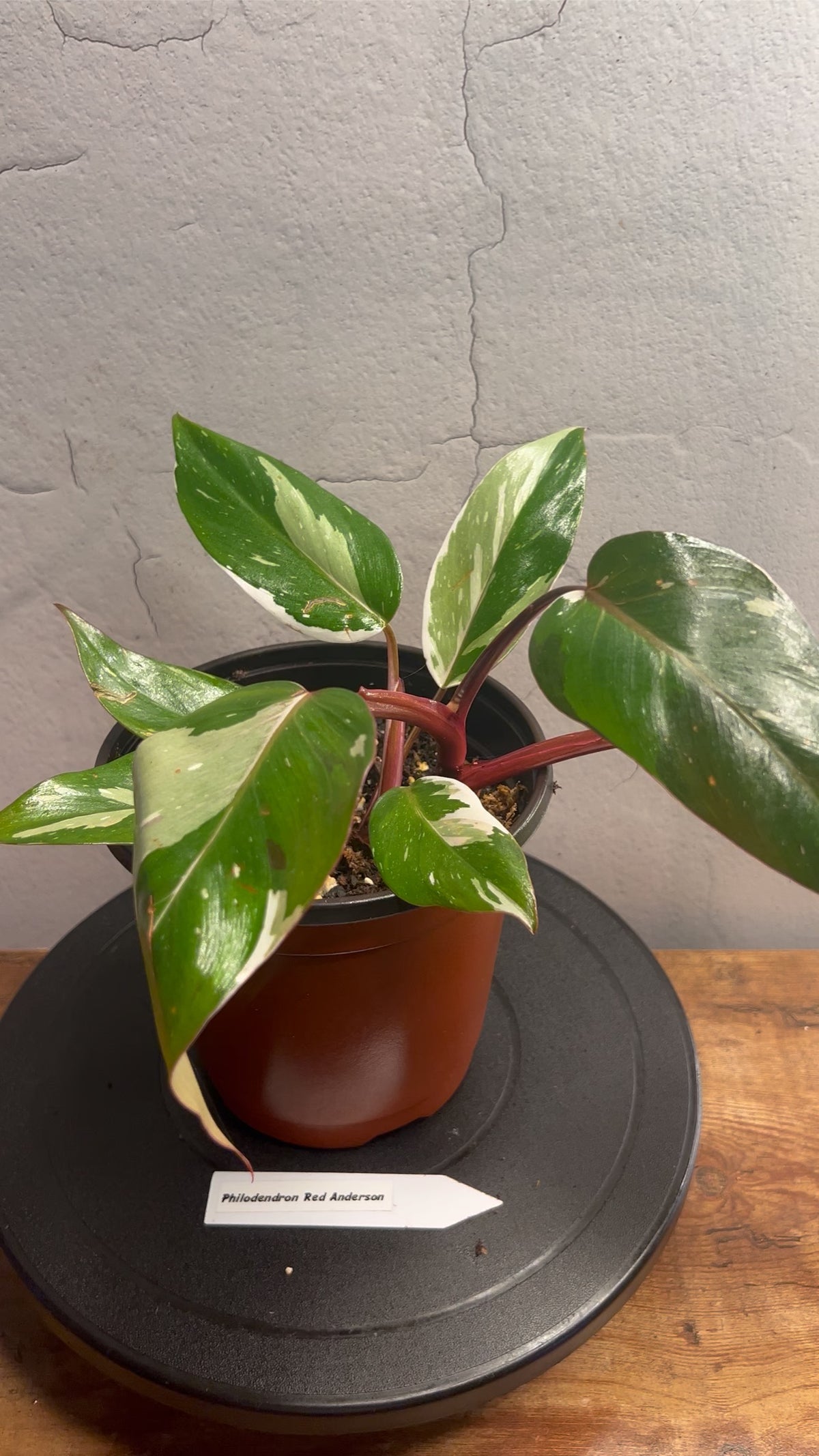 Philodendron Red Anderson live philodendron from Mulliken Nursery