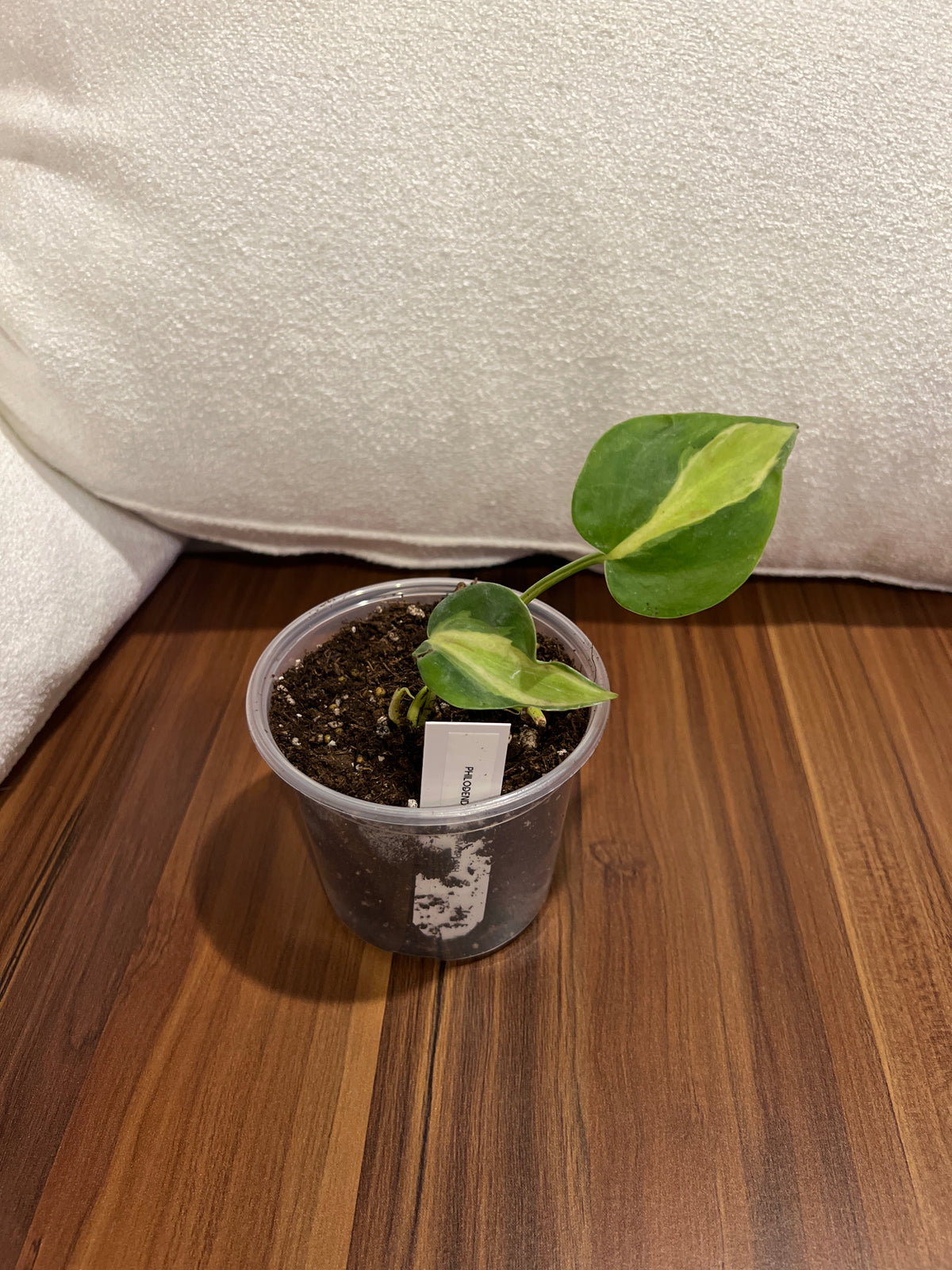 Philodendron Cream Splash