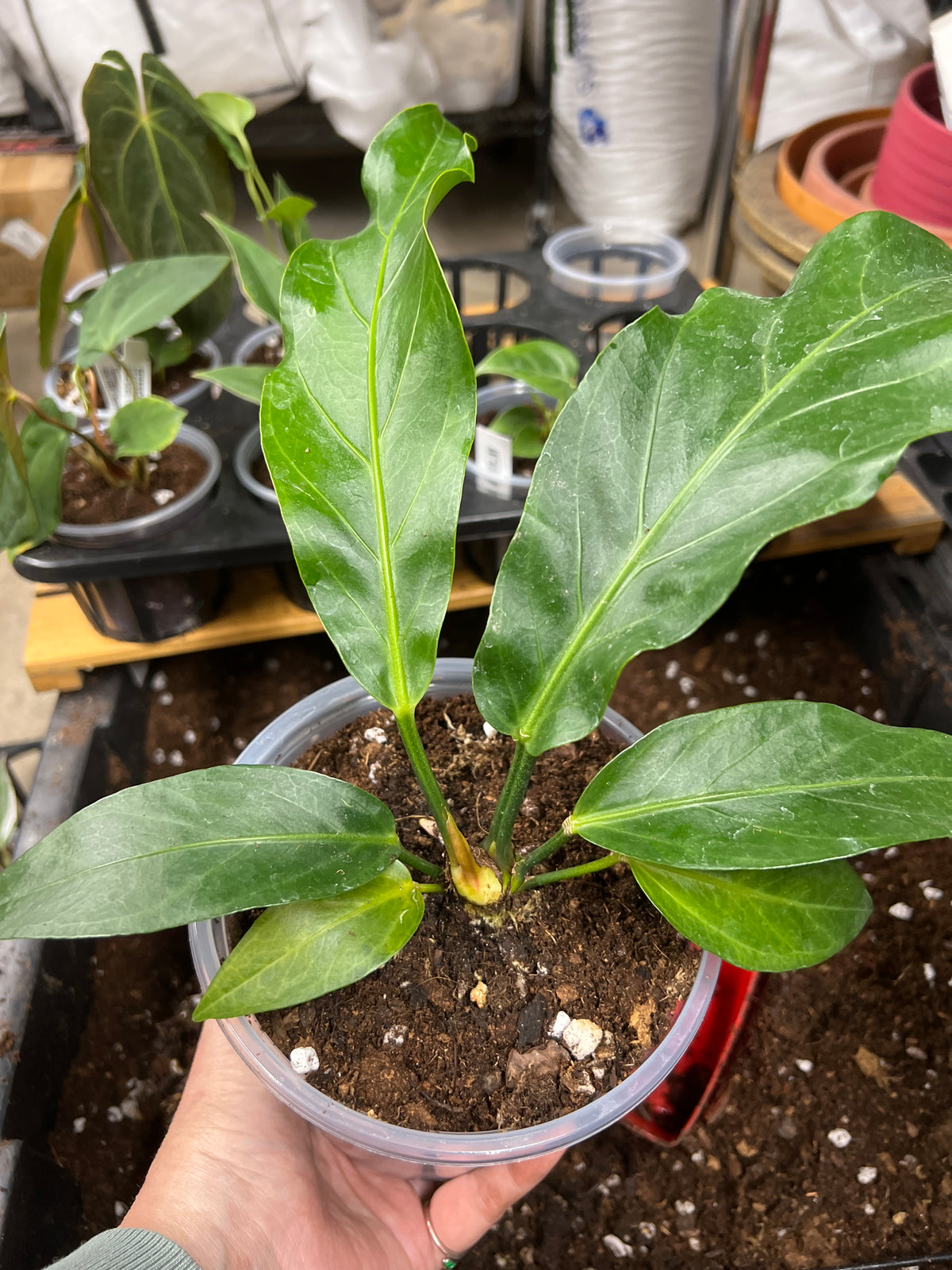 anthurium rainforest plant Anthurium plowmanii | Bird's Nest Anthurium