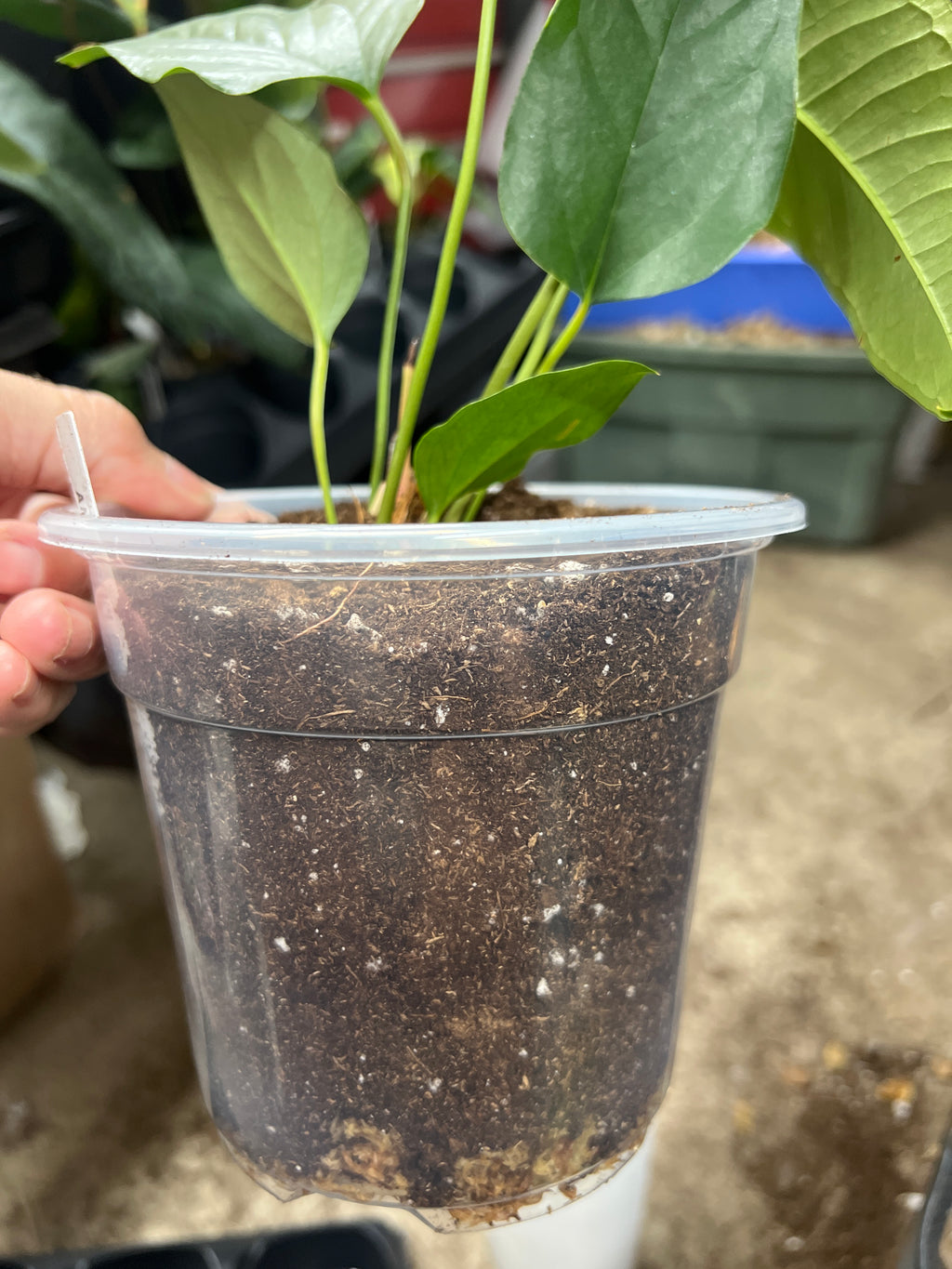 Anthurium Brownii
