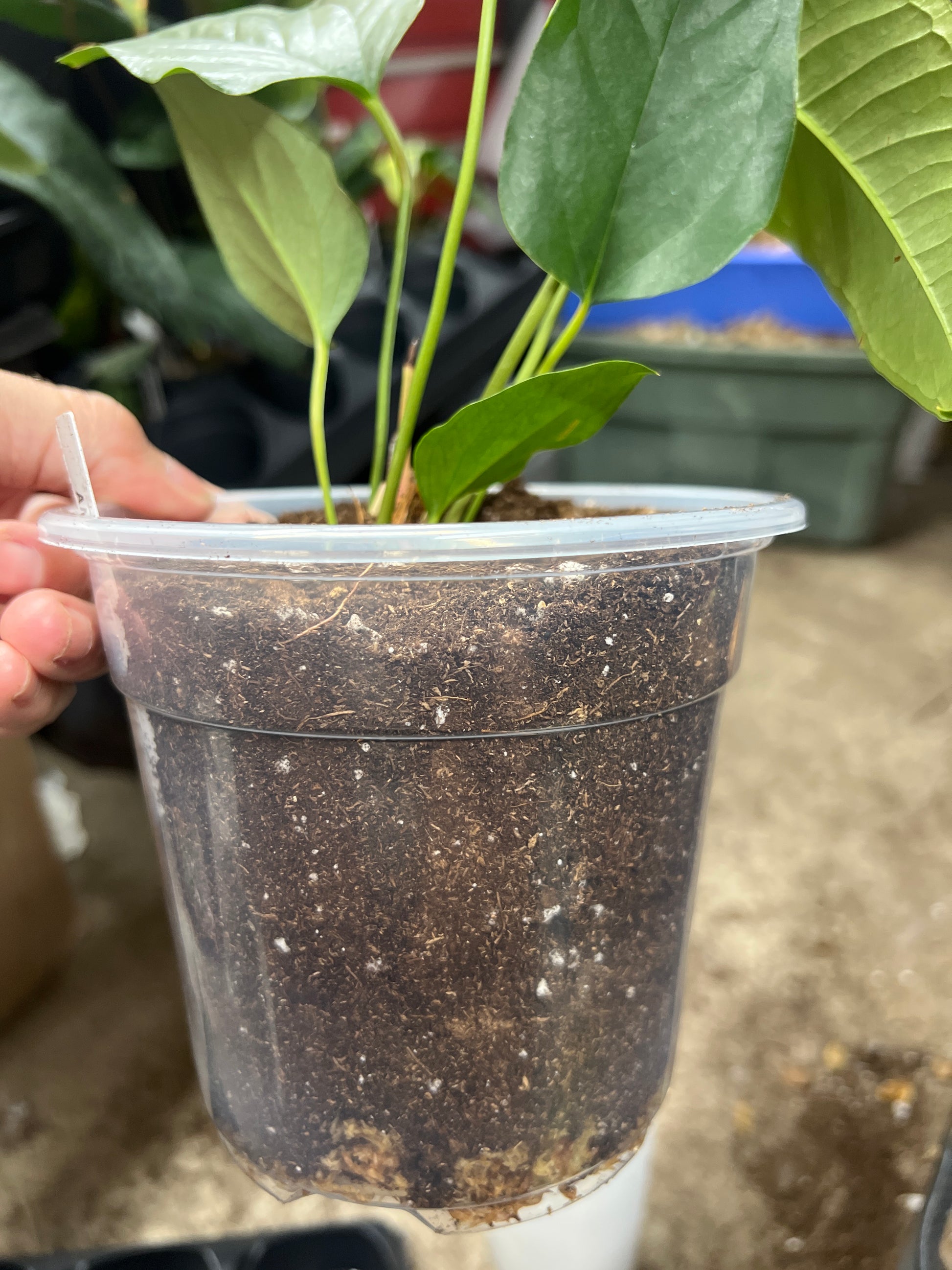Anthurium Brownii