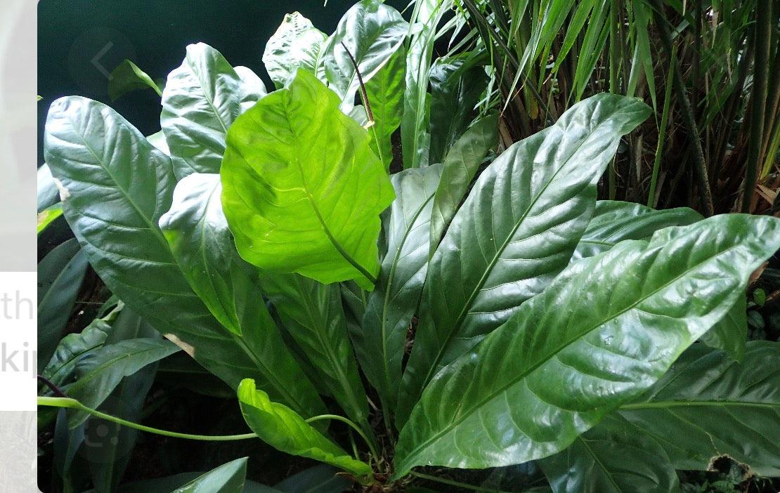 Anthurium Pallidiflorum Guayusa