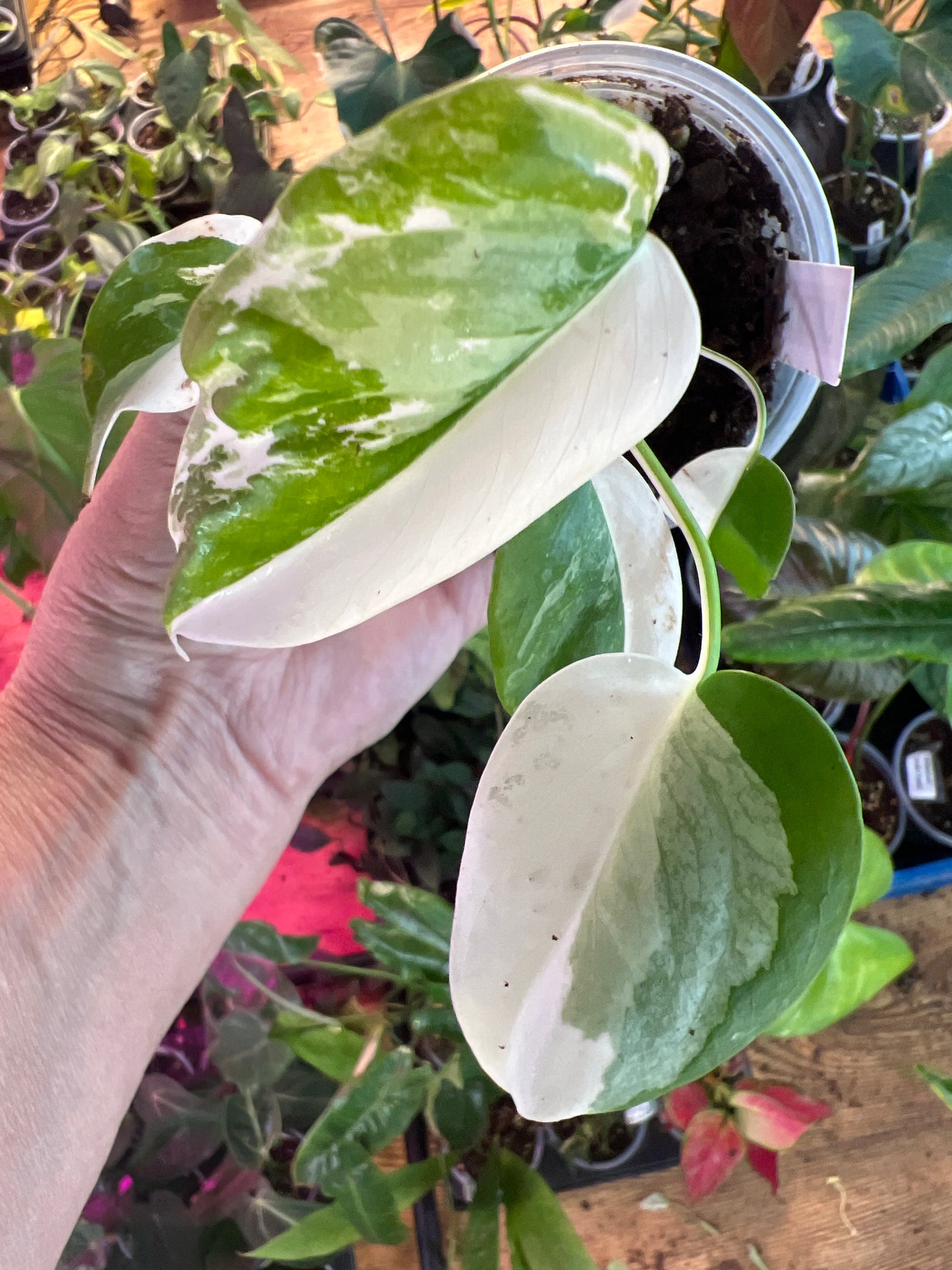 Monstera Borsigiana Albo