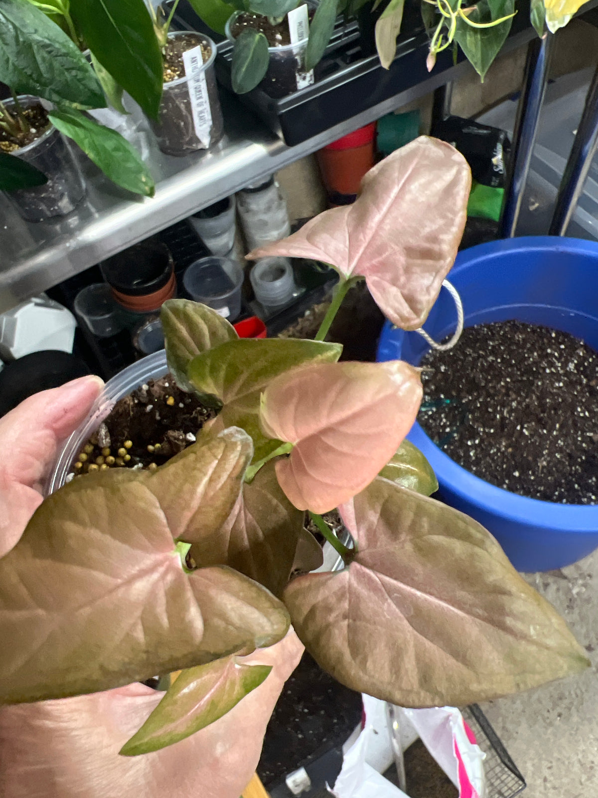 Syngonium Red Spot Tricolor