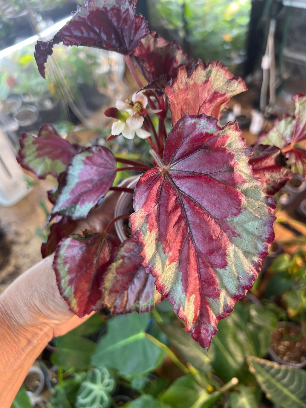 Begonia Spirit of Mayoette live plant foliage and detail view 3