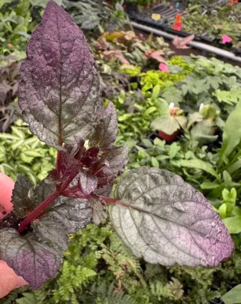Hemigraphis Purple Silver
