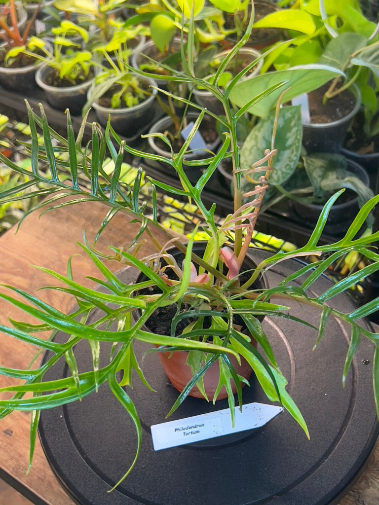 Philodendron Tortum - 4in