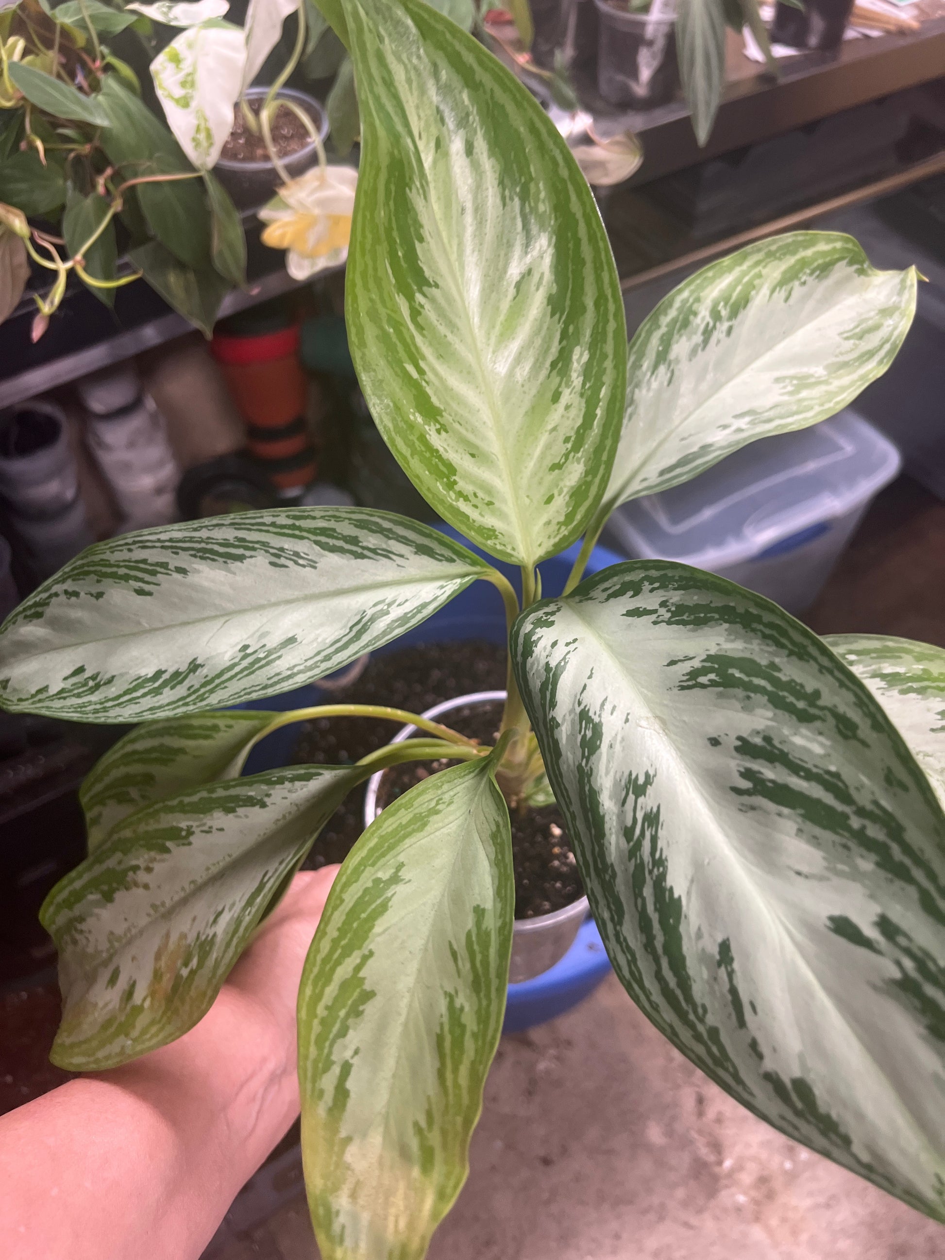 Aglaonema Leprechaun
