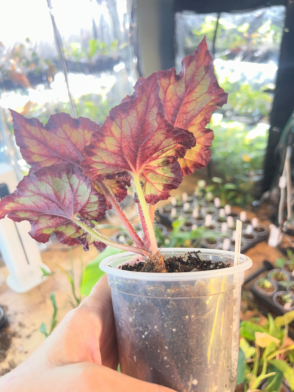 Begonia Harmony's Strawberry Shortcake live plant foliage and detail view 4