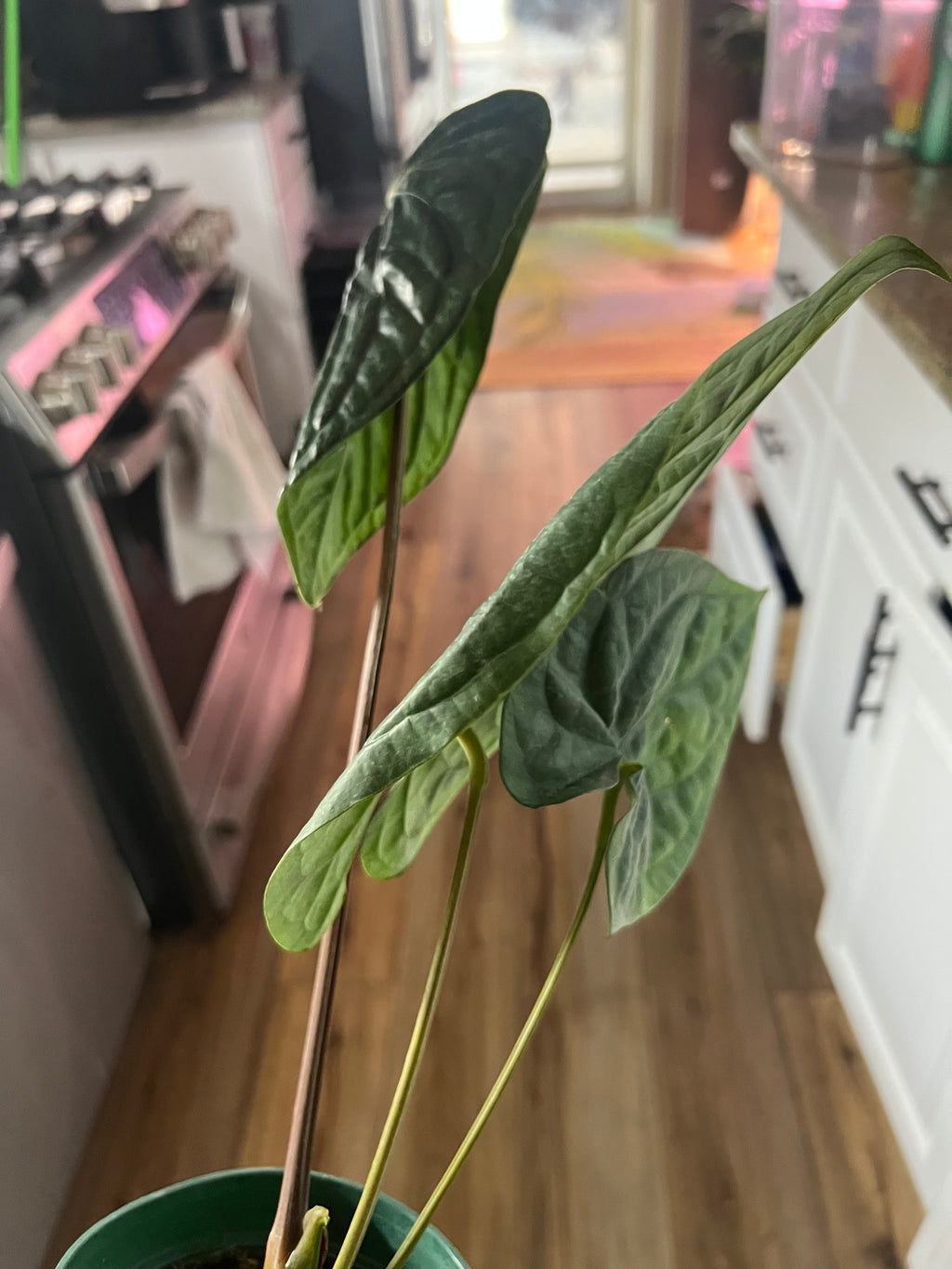 Anthurium Luxury Dreams    ‘Inverse Crossing’