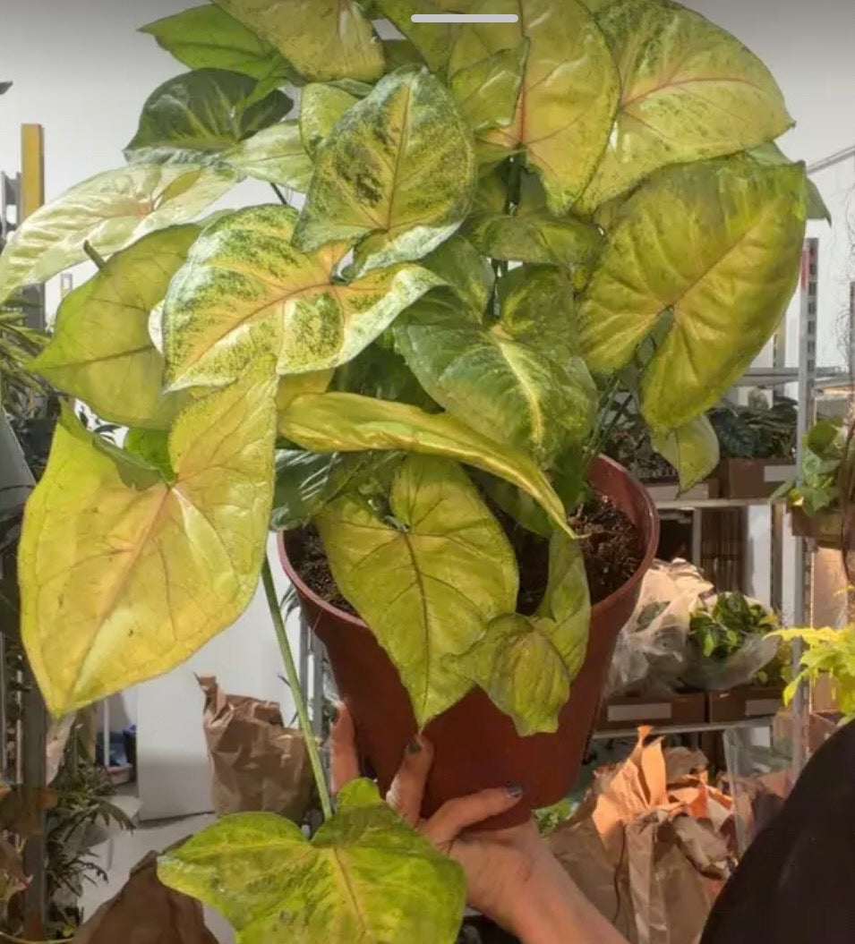 Syngonium Podophyllum "Golden Allusion"