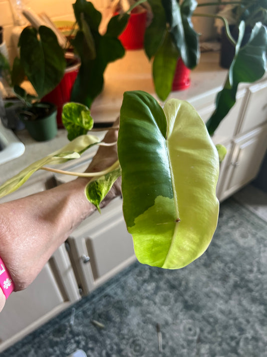 Philodendron Burle Marx Variegated