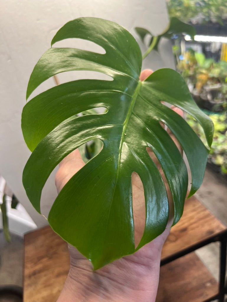 Monstera deliciosa live plant foliage and detail view 3