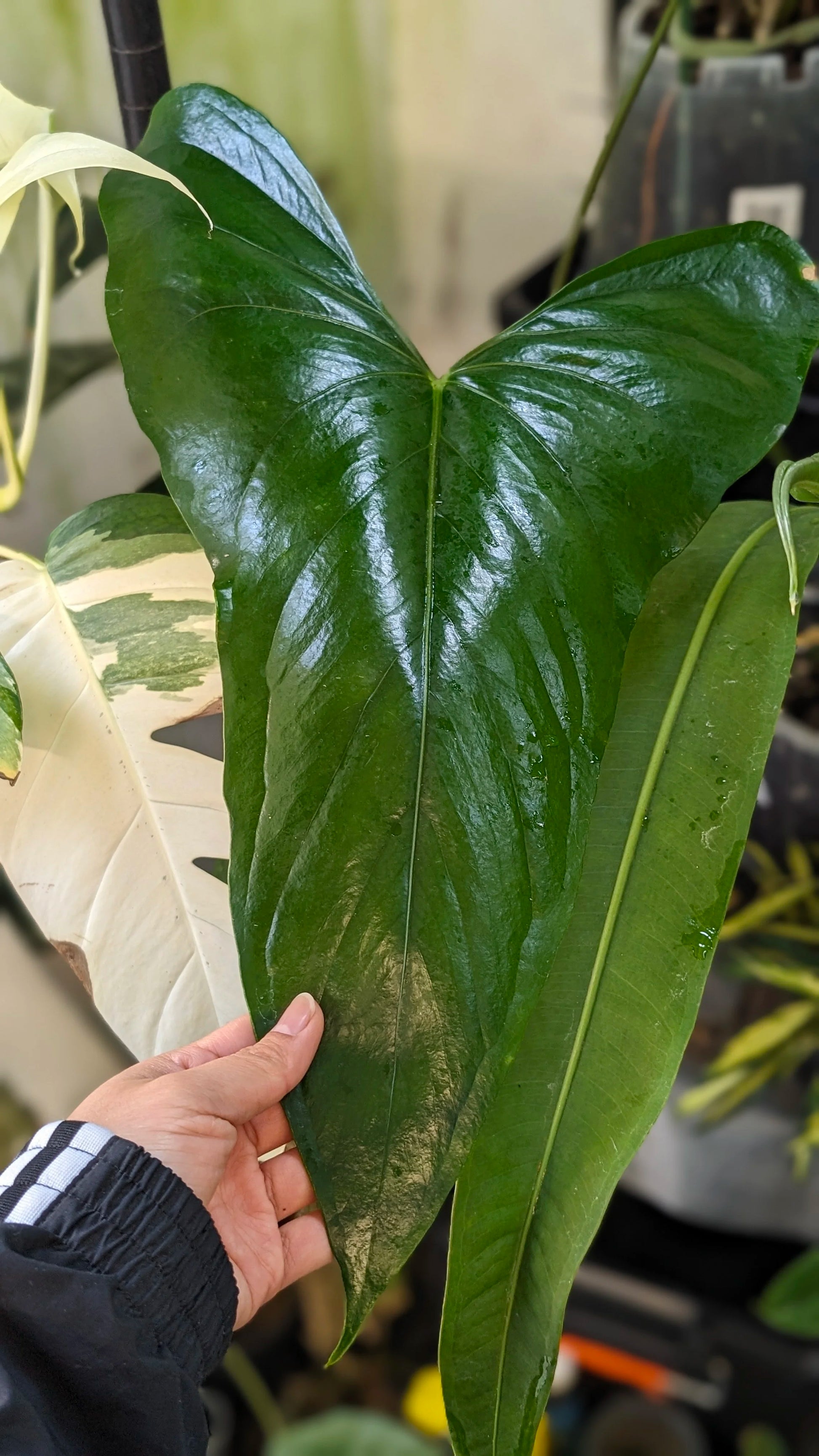 Anthurium Napo