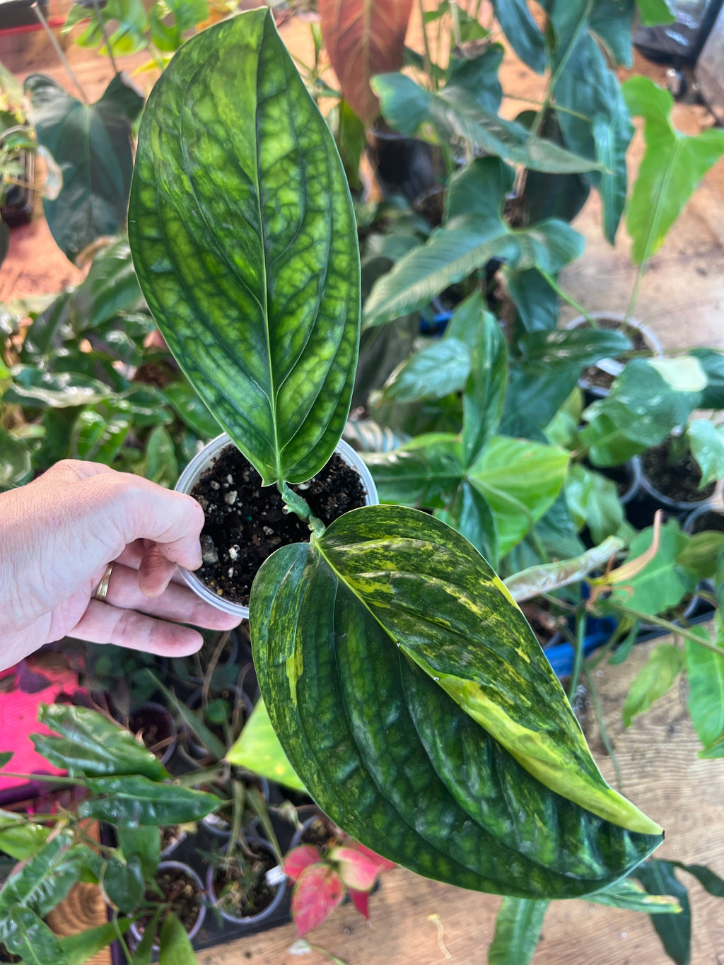 Monstera Peru variegated