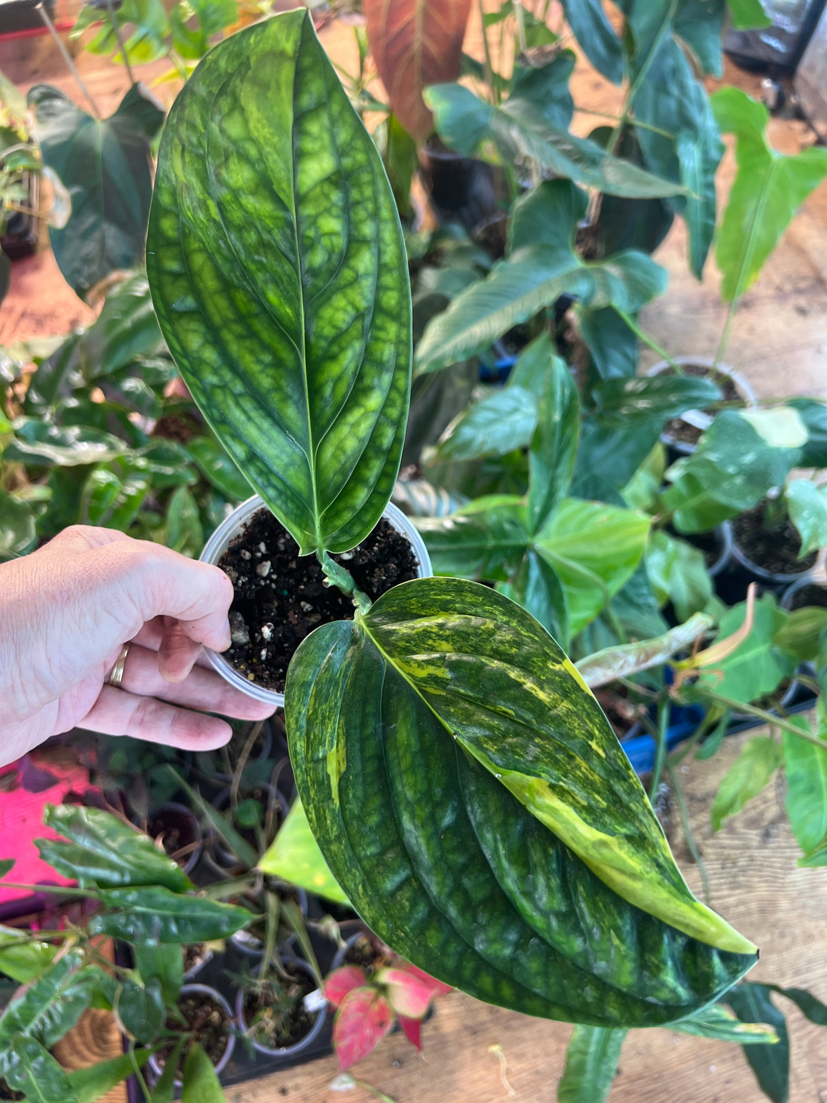 Monstera Peru variegated