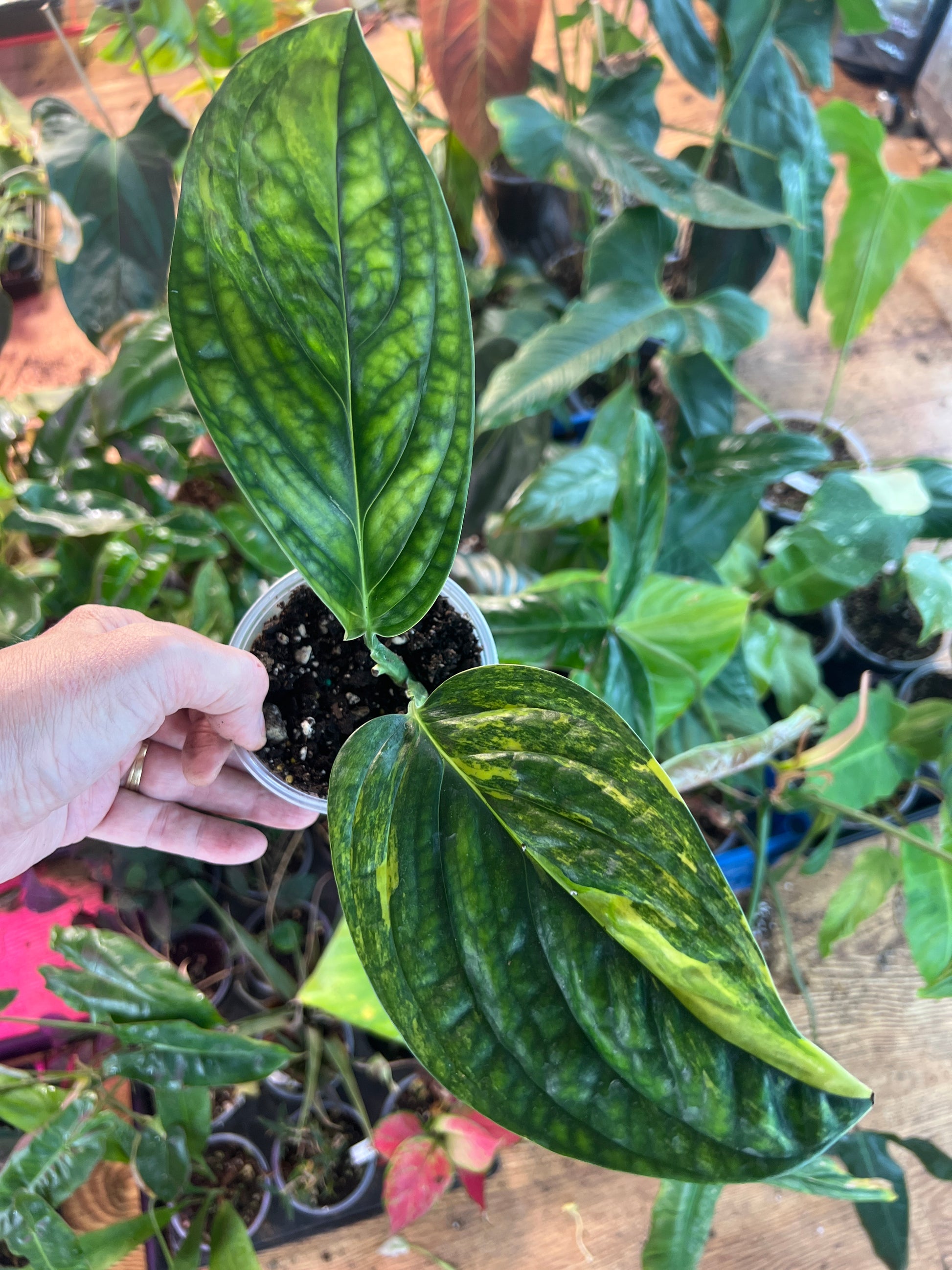Monstera Peru variegated