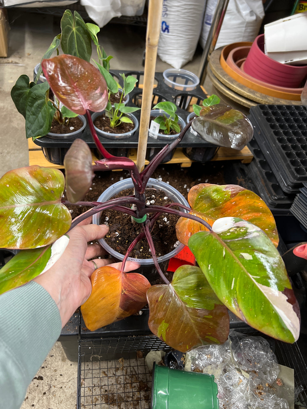Philodendron Pink Princess