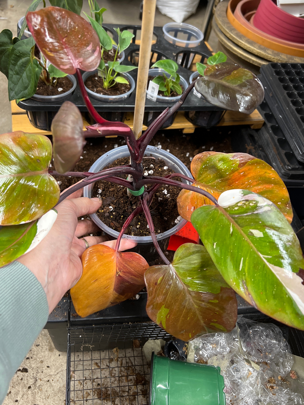 Philodendron Pink Princess