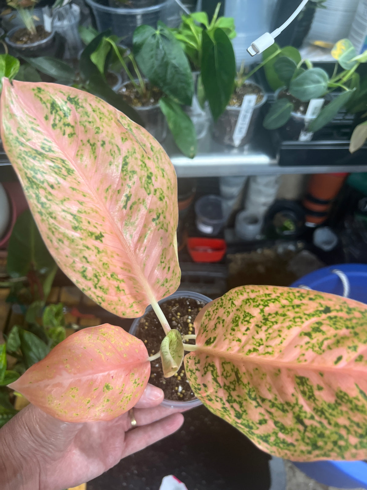 Aglaonema Orange Stardust